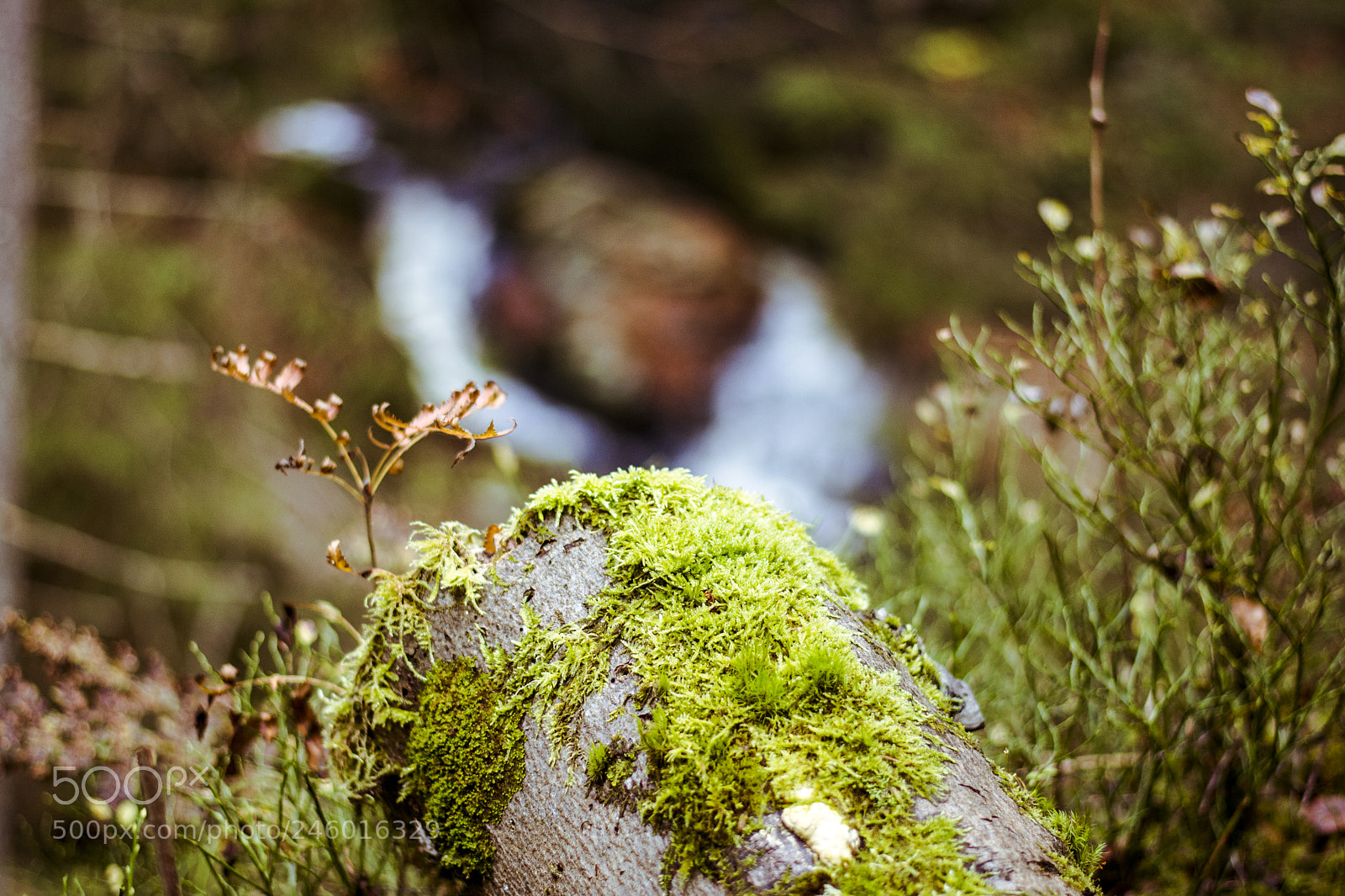 Nikon D5200 sample photo. Moos im wald photography
