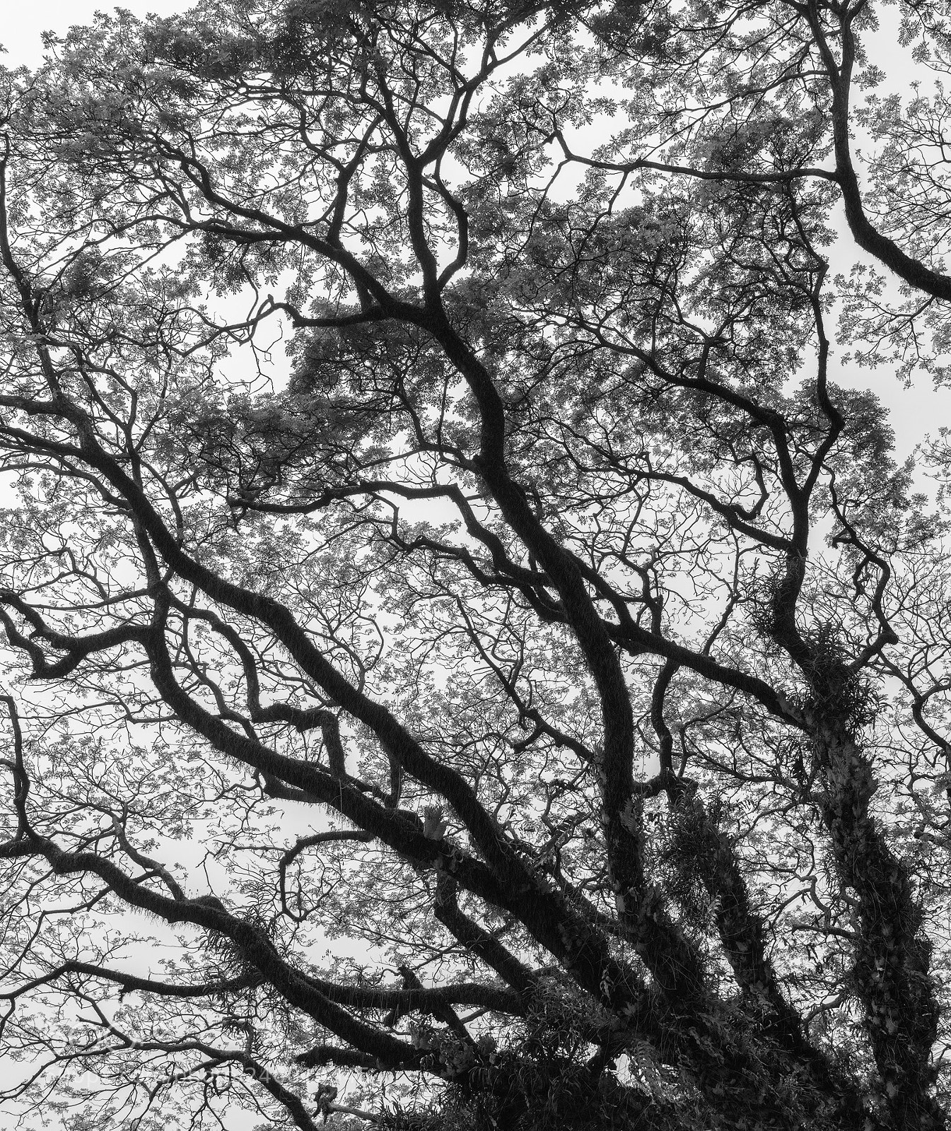 Nikon D850 sample photo. Skyward photography