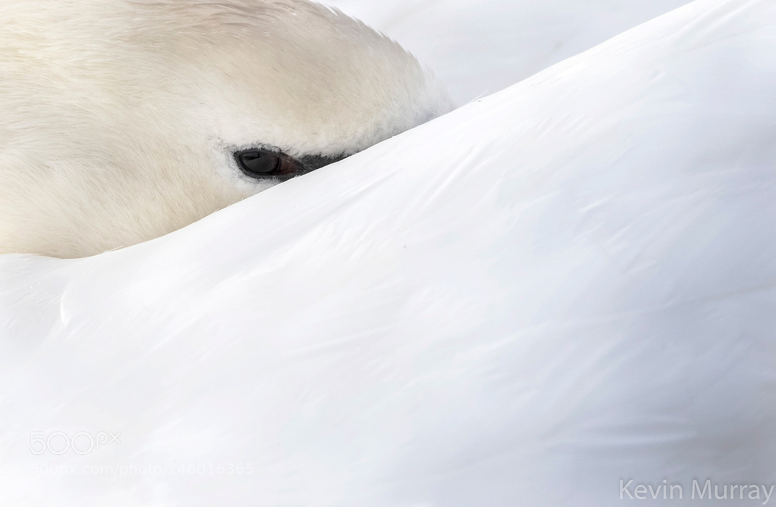 Canon EOS 7D Mark II sample photo. Mute swan photography