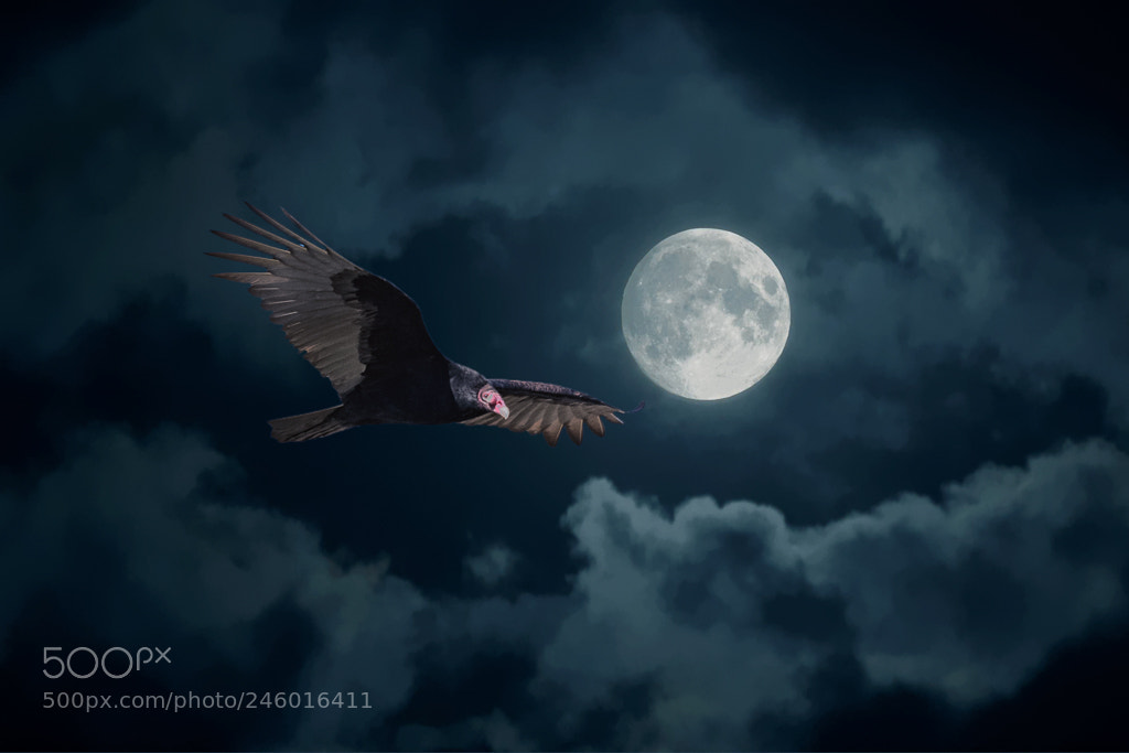 Nikon D850 sample photo. Turkey vulture by night photography