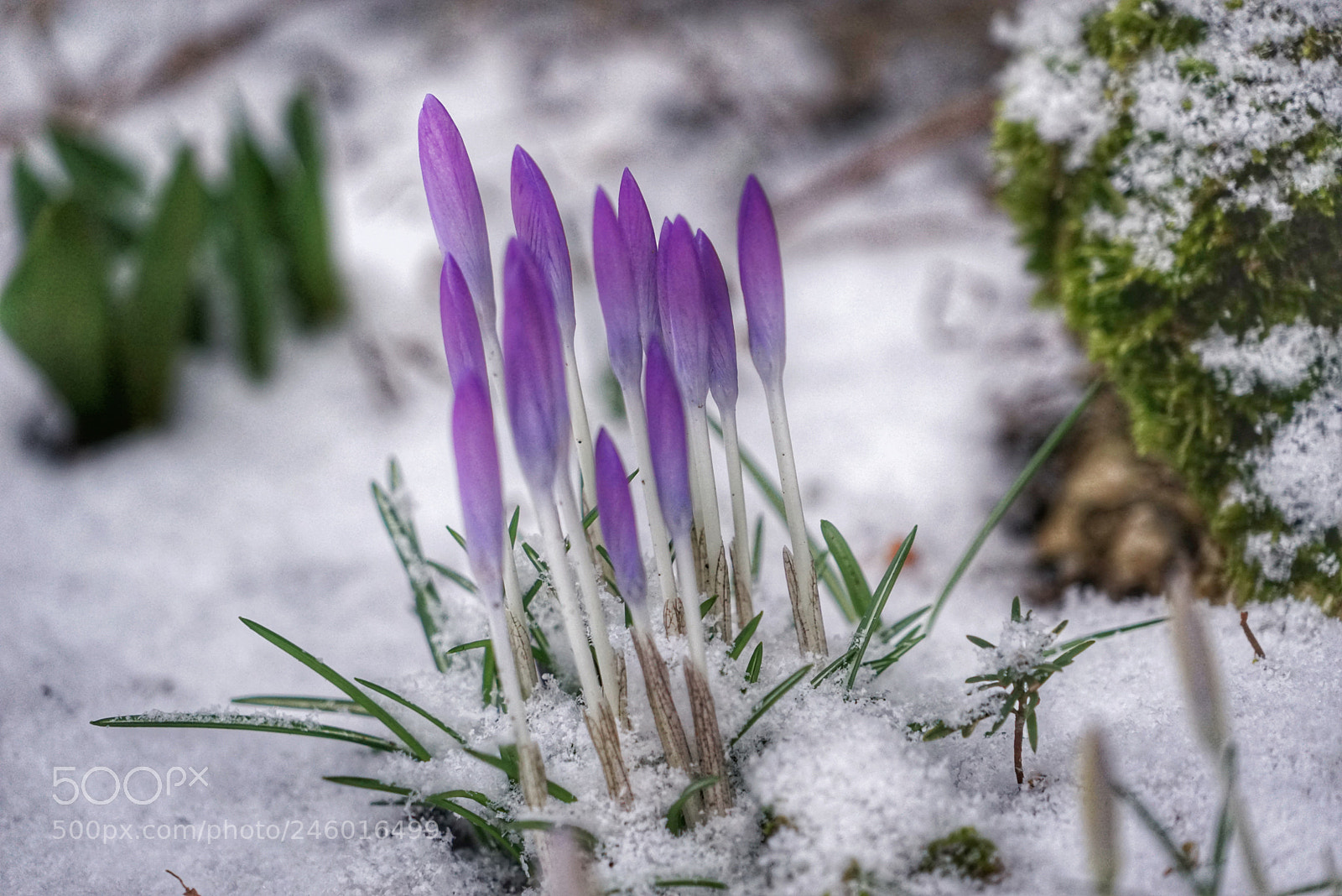 Sony a7R sample photo. Krokusse photography