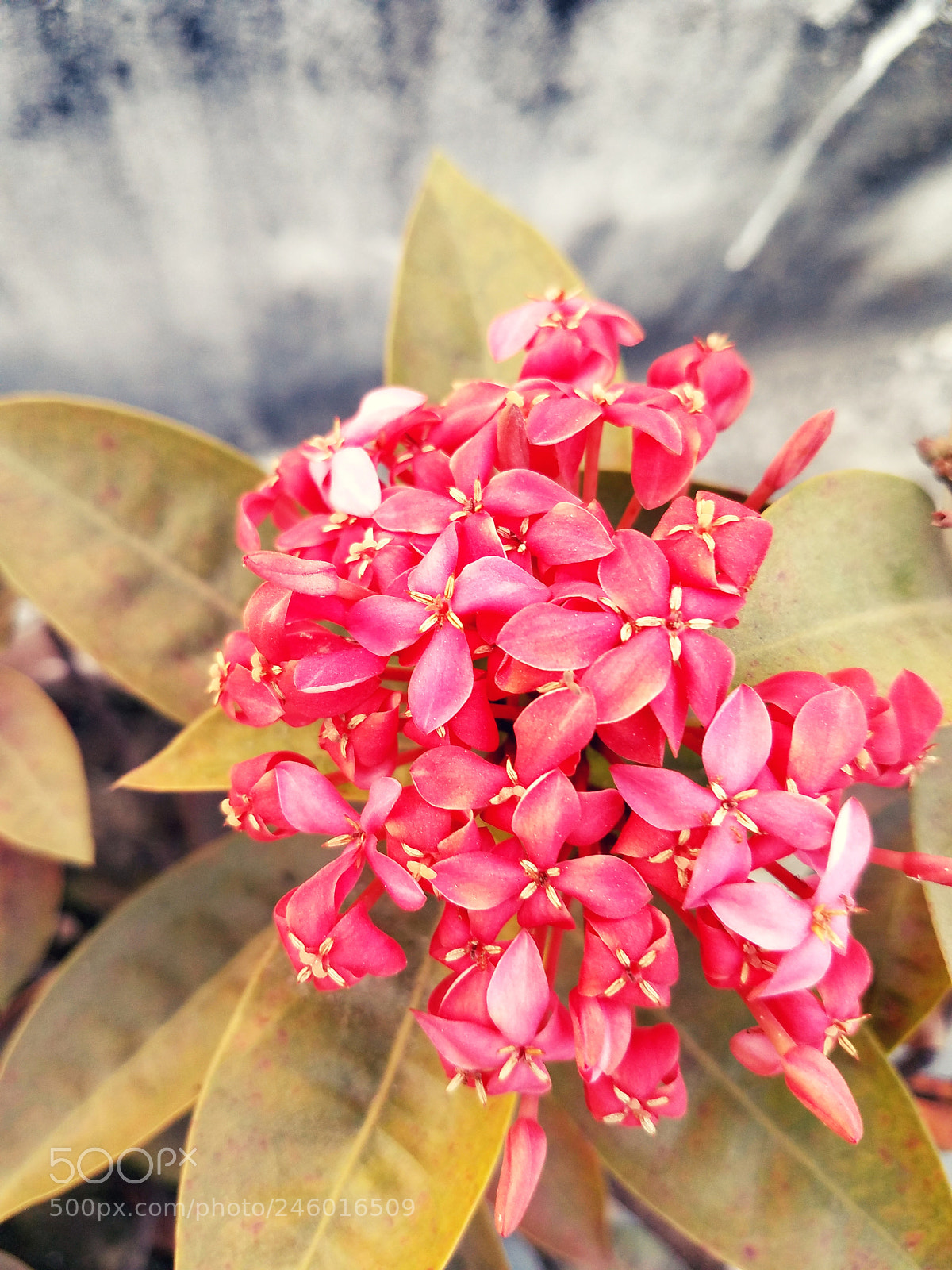 Samsung Galaxy S7 sample photo. 20180131_173507.jpg photography