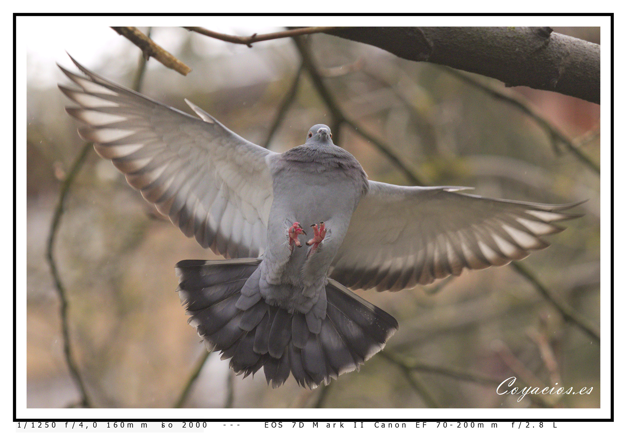 Canon EF 70-200mm F2.8L USM sample photo. Aterrizando photography