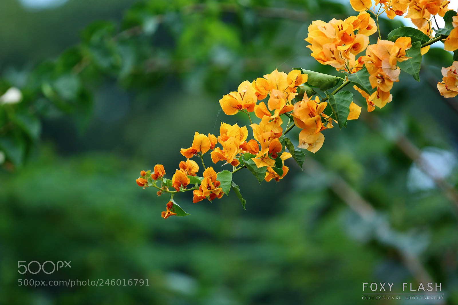 Canon EOS 700D (EOS Rebel T5i / EOS Kiss X7i) sample photo. Flowers photography