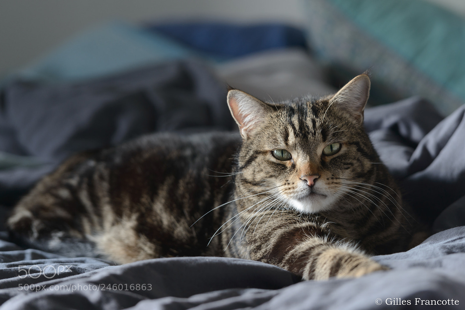 Nikon D800 sample photo. My cat photography
