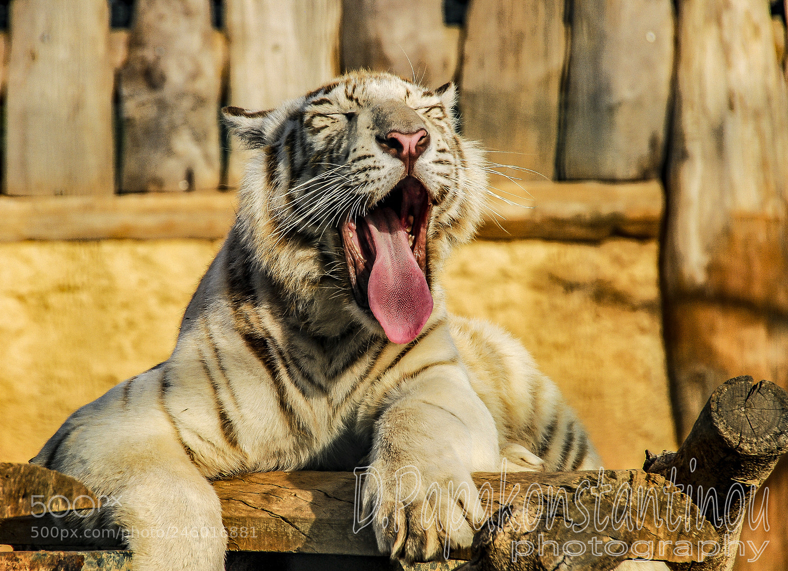 Nikon D200 sample photo. White tiger photography