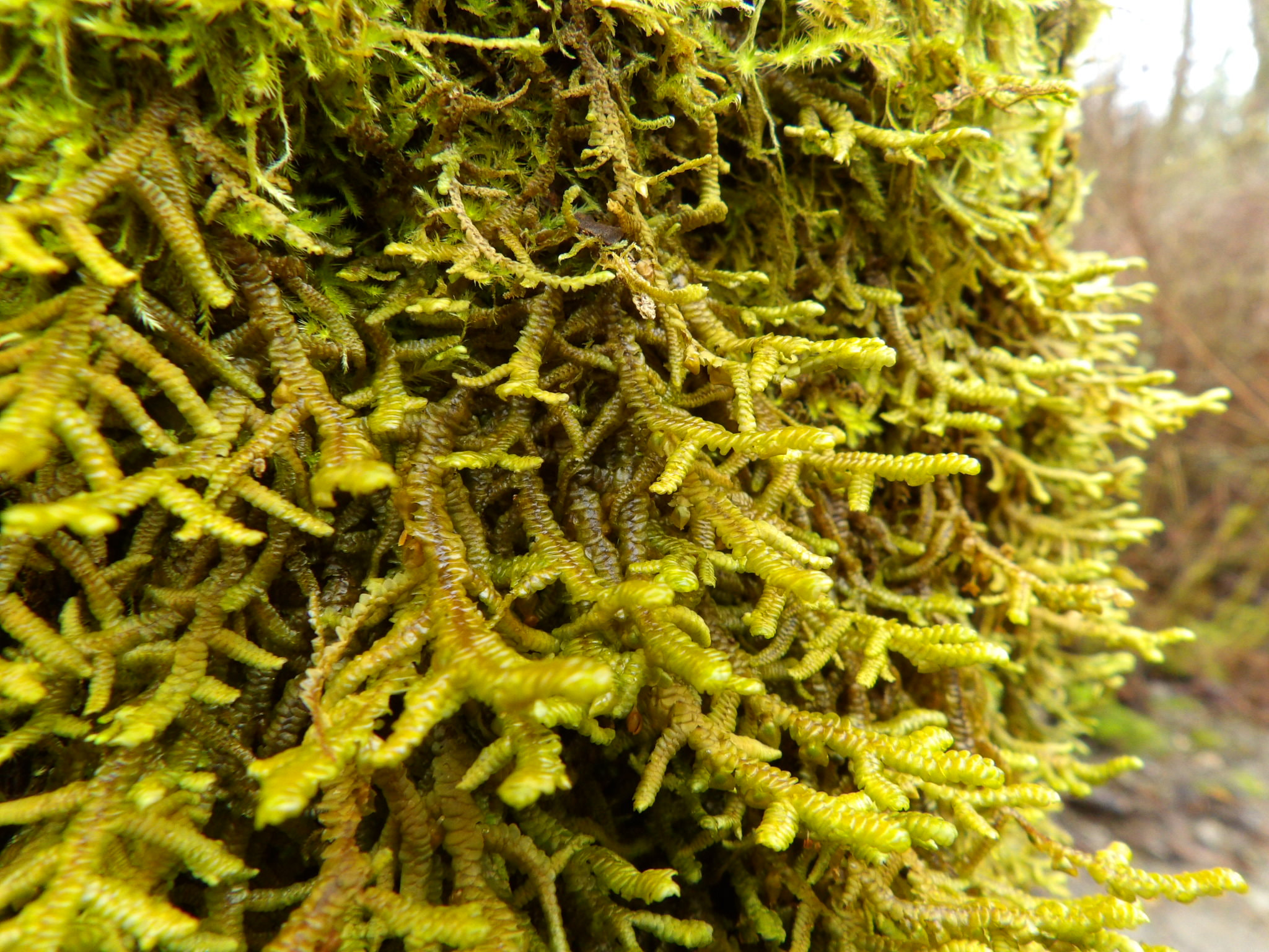 Kodak PIXPRO AZ521 sample photo. Moss photography