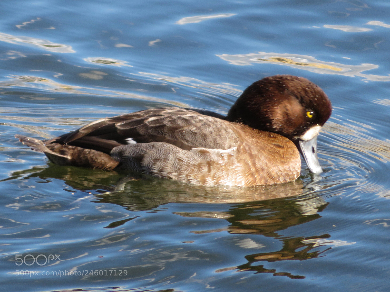 Canon PowerShot SX720 HS sample photo. Female scaup photography
