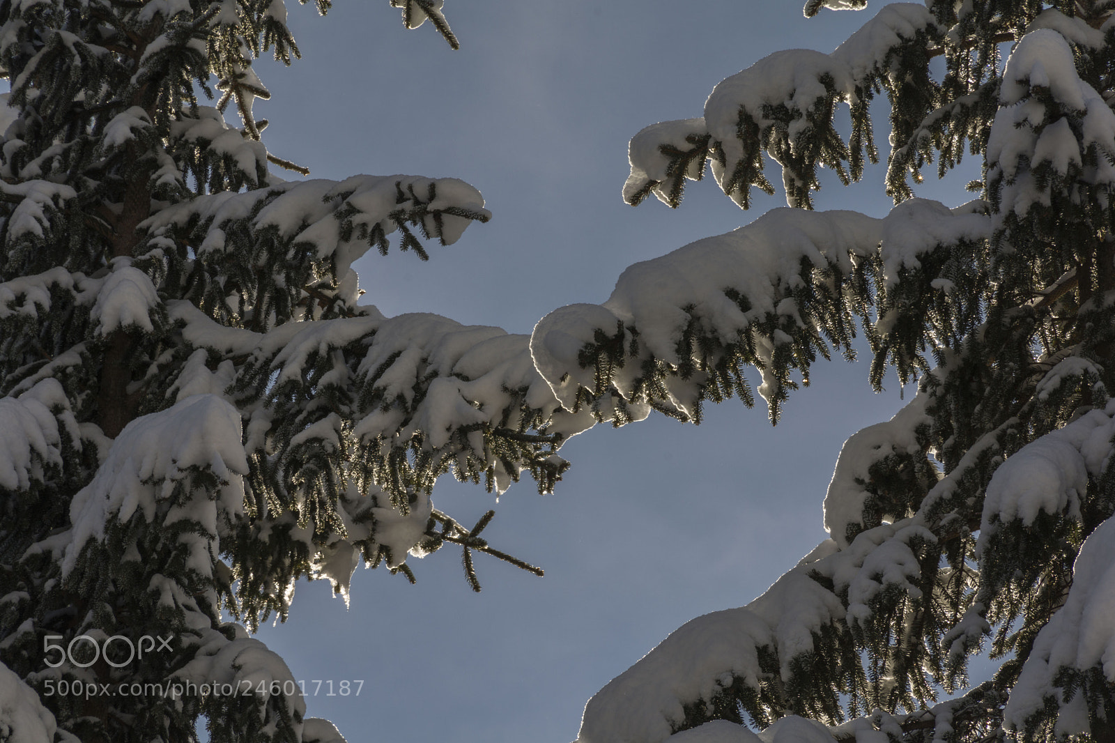 Nikon D7100 sample photo. Winter photography