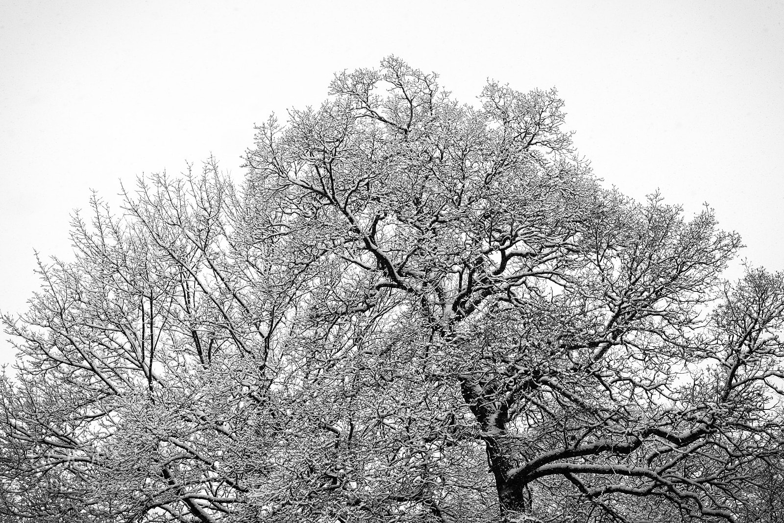 Nikon D600 sample photo. Snow #2 photography