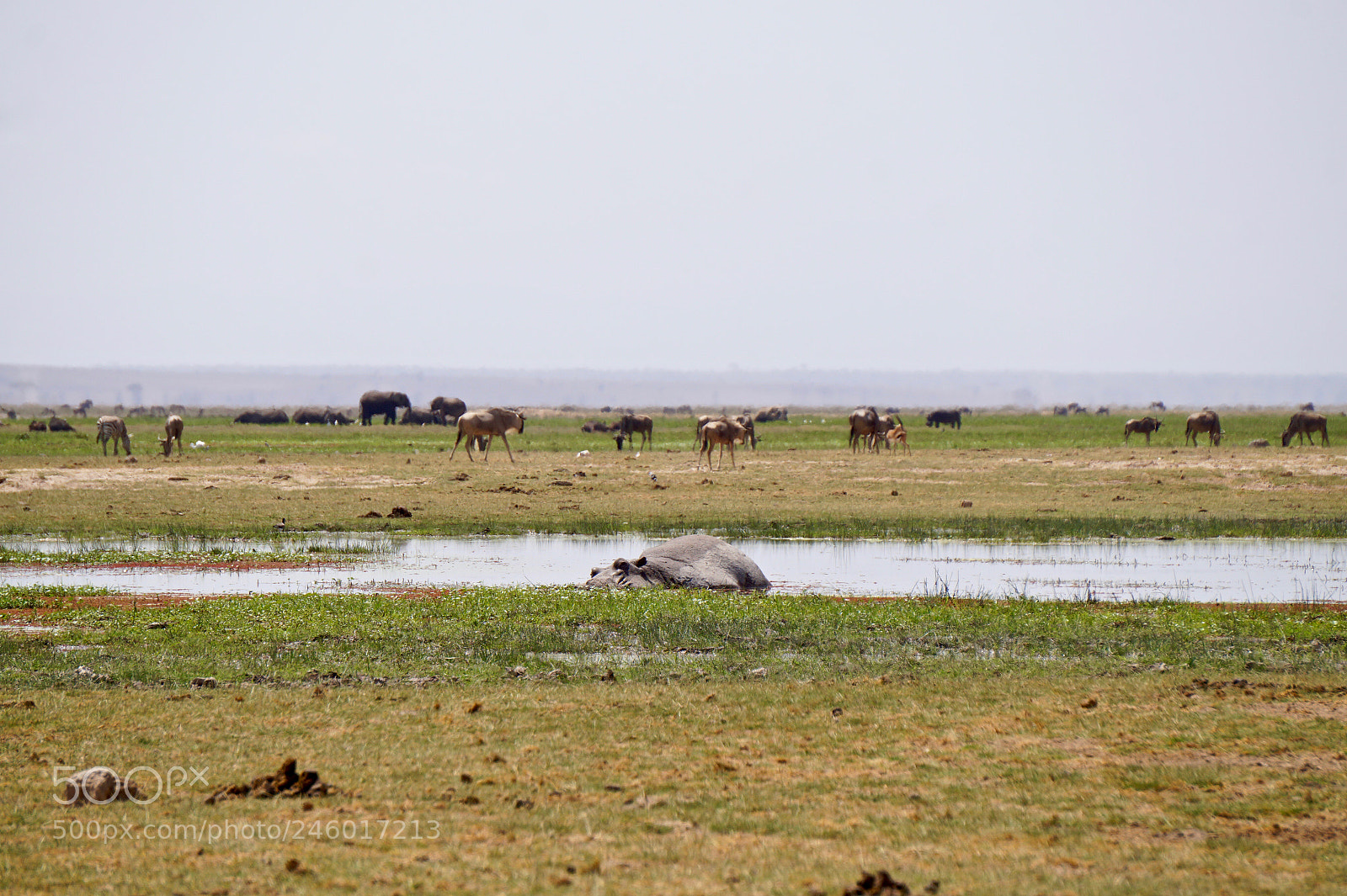 Sony Alpha a5000 (ILCE 5000) sample photo. Hippo at amboseli national photography