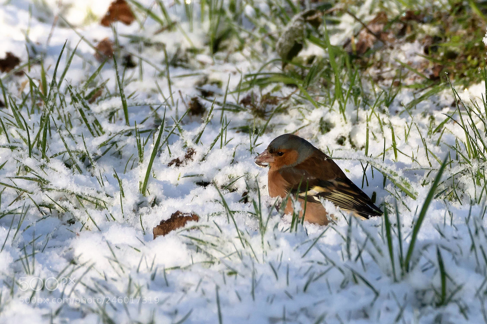 Nikon D7200 sample photo. A tree finch in photography
