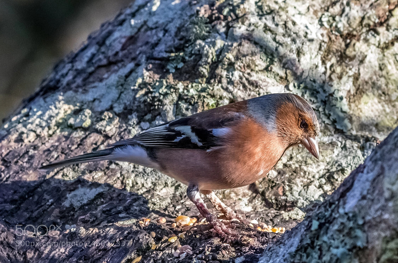 Canon EOS 7D Mark II sample photo. Chaffinch photography