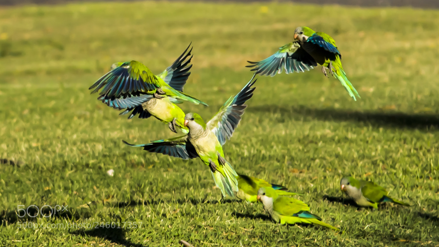 Nikon D3100 sample photo. ... photography