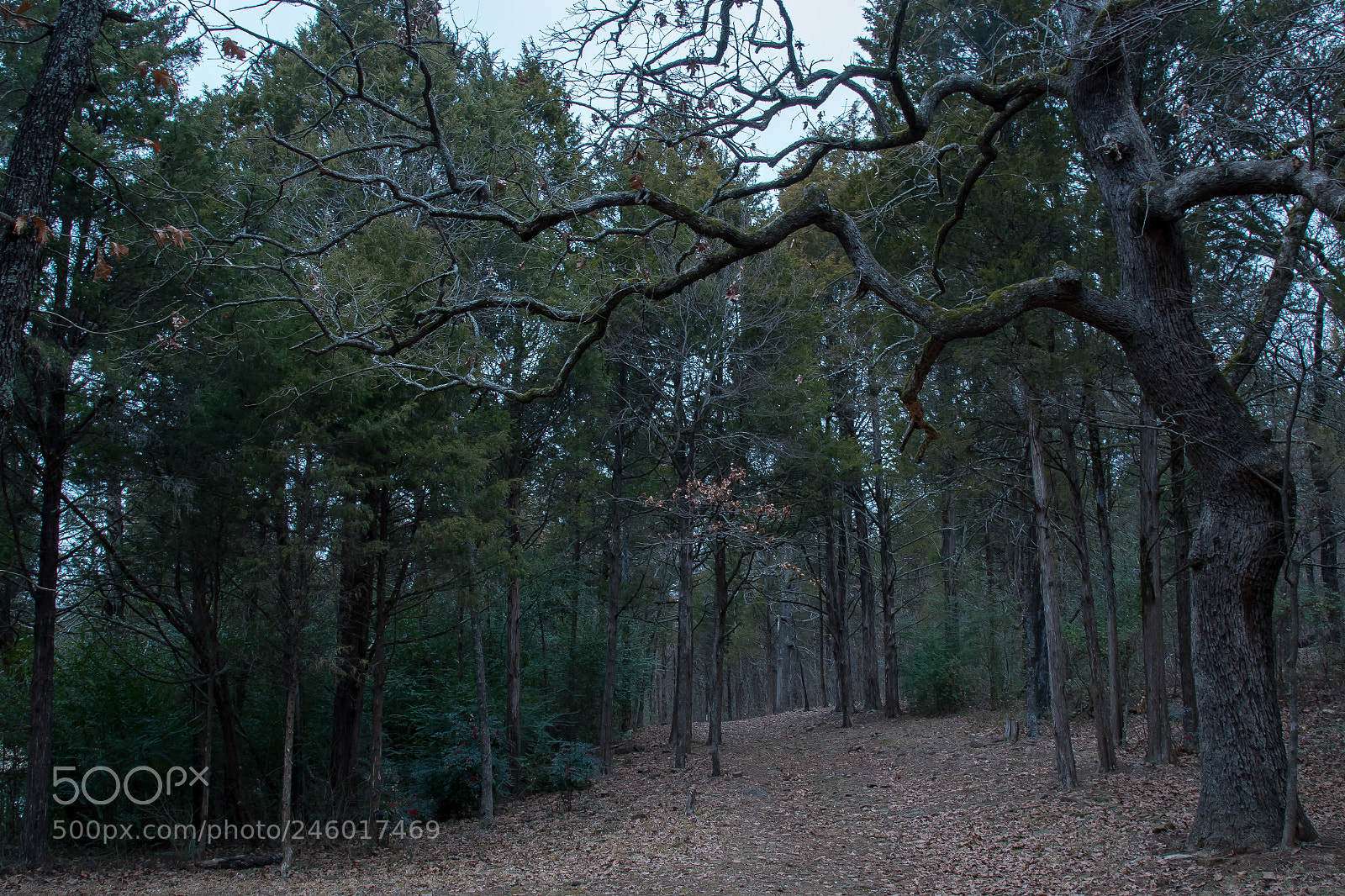 Nikon D810 sample photo. Dark forrest path photography