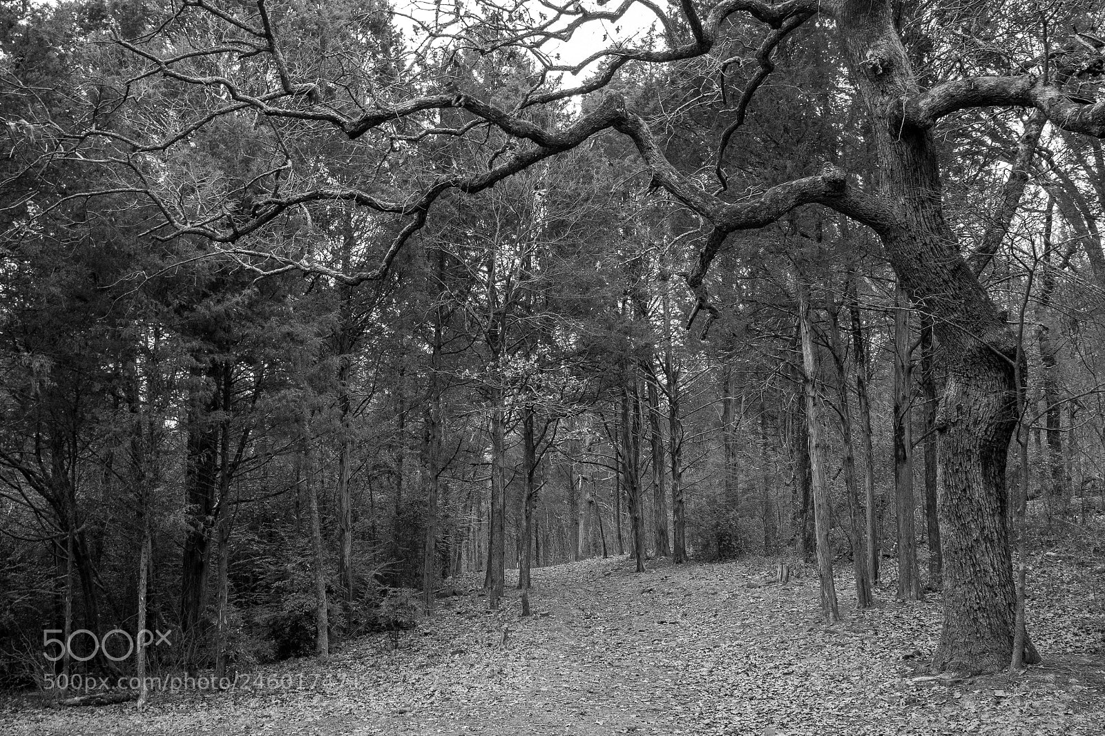 Nikon D810 sample photo. Dark forrest path photography