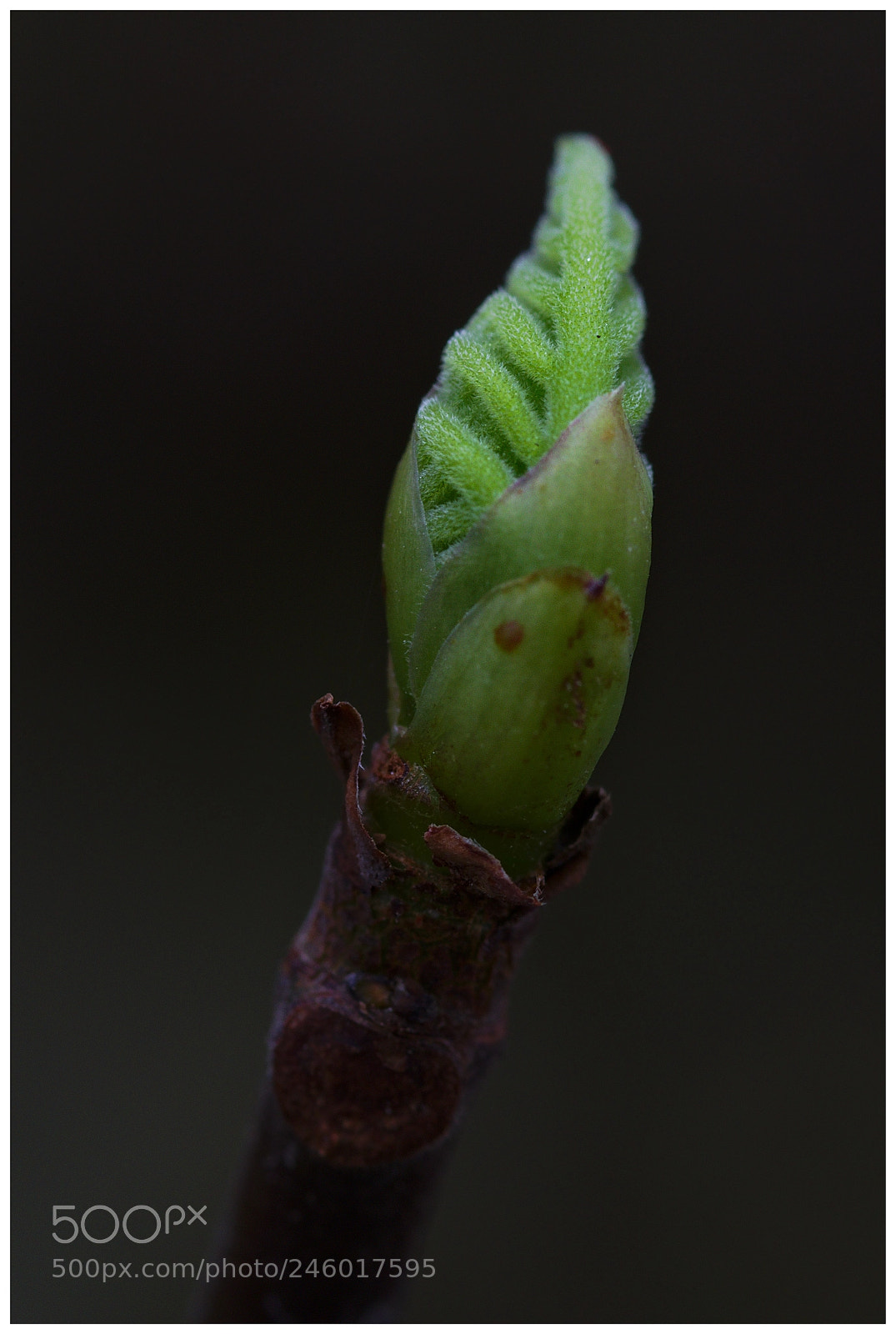 Pentax K-3 II sample photo. Ficus carica photography