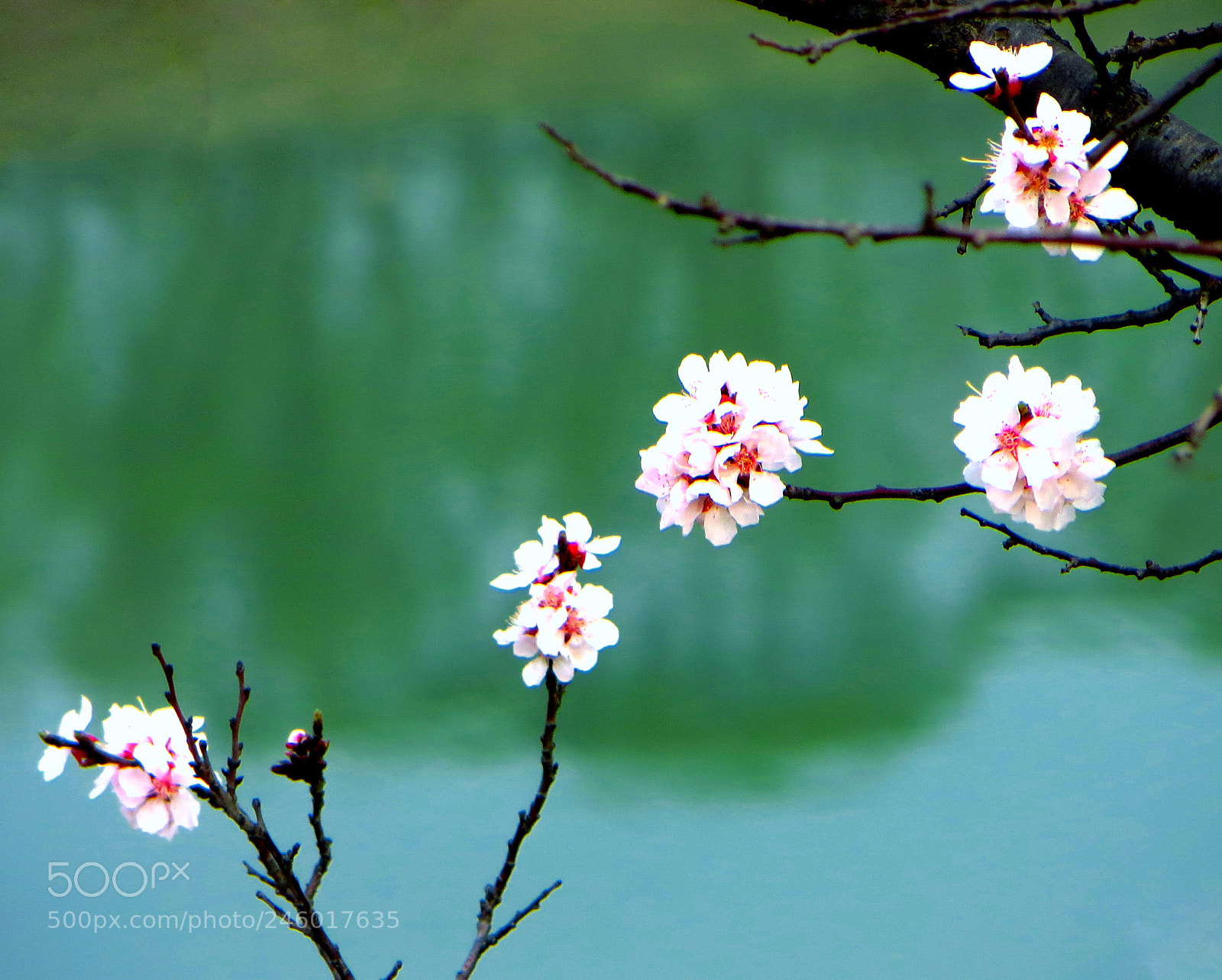 Canon PowerShot SX240 HS sample photo. White apricot blossom photography