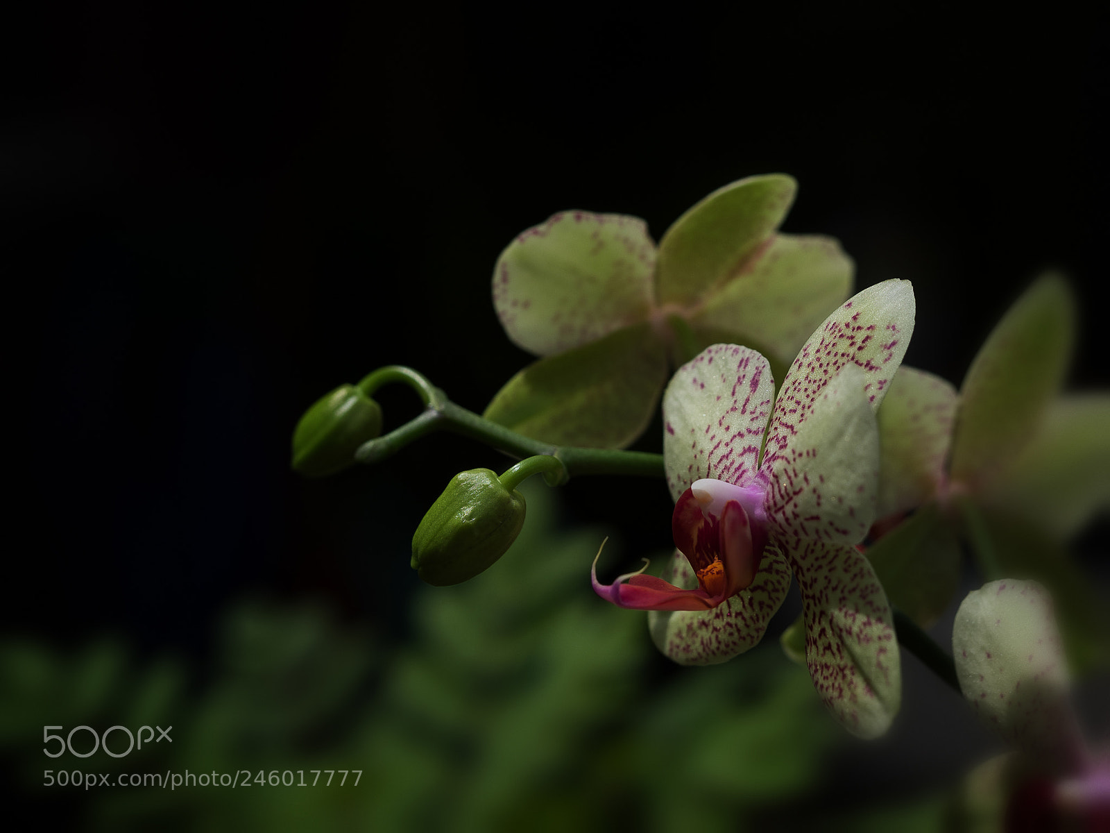 Olympus OM-D E-M1 sample photo. 'butterfly orchid' photography