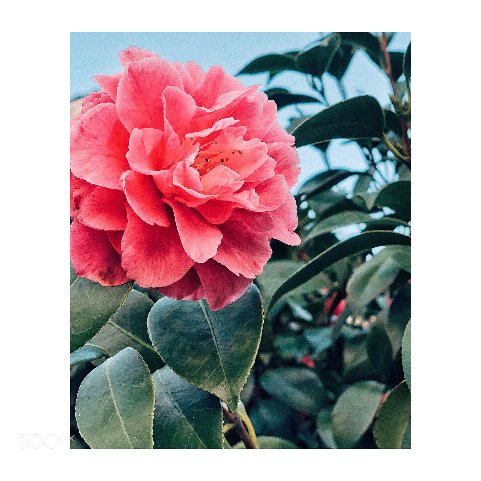 Apple iPhone X sample photo. Blooming photography