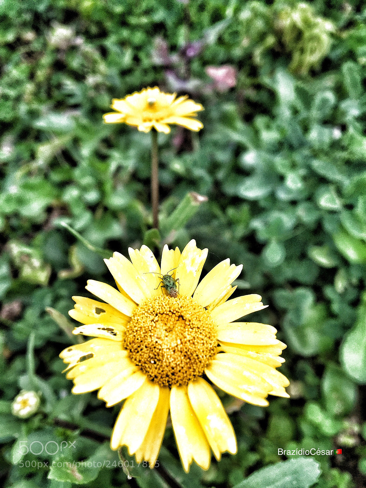 Apple iPhone 6s sample photo. Untitled photography