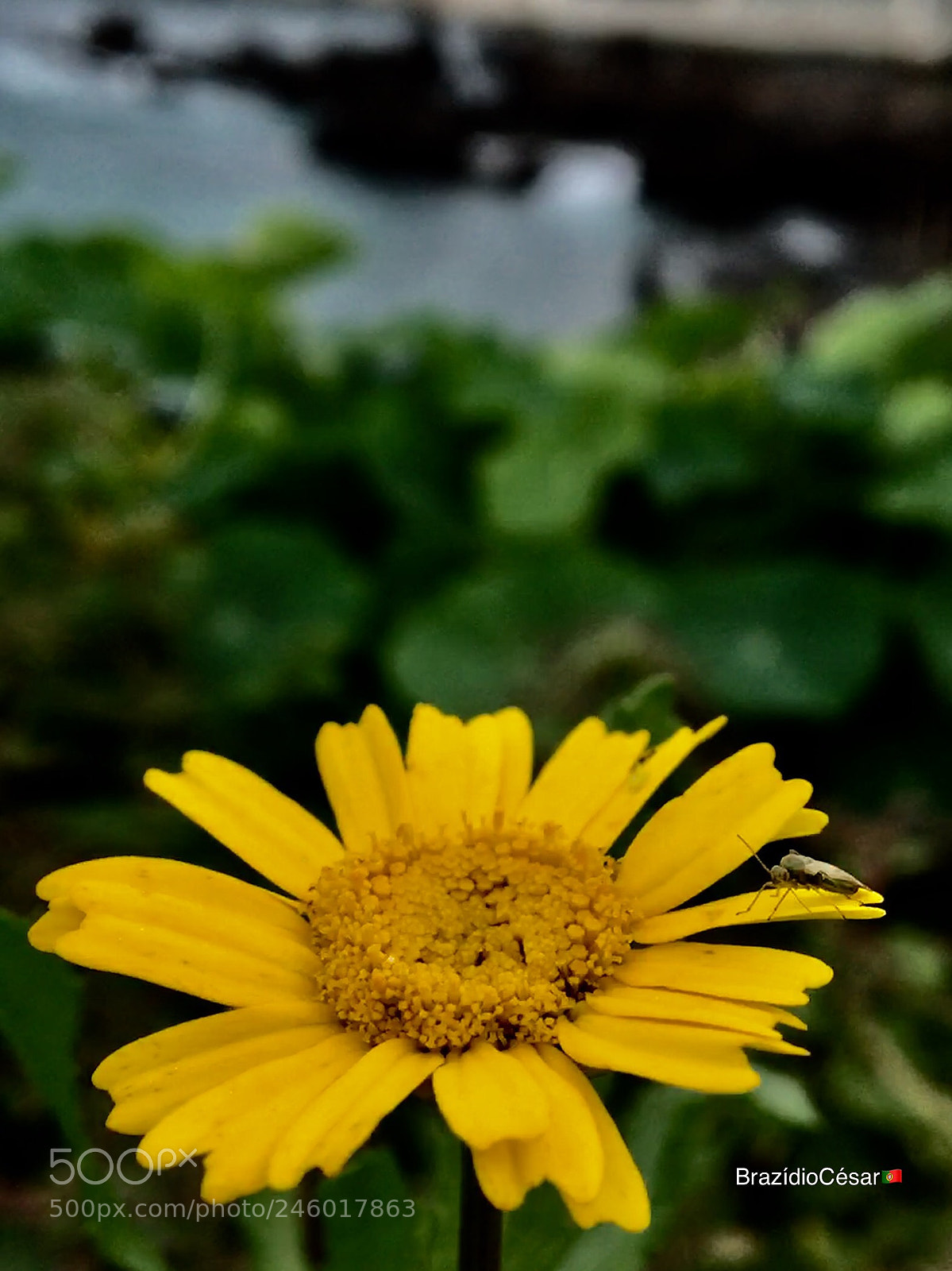 Apple iPhone 6s sample photo. Untitled photography