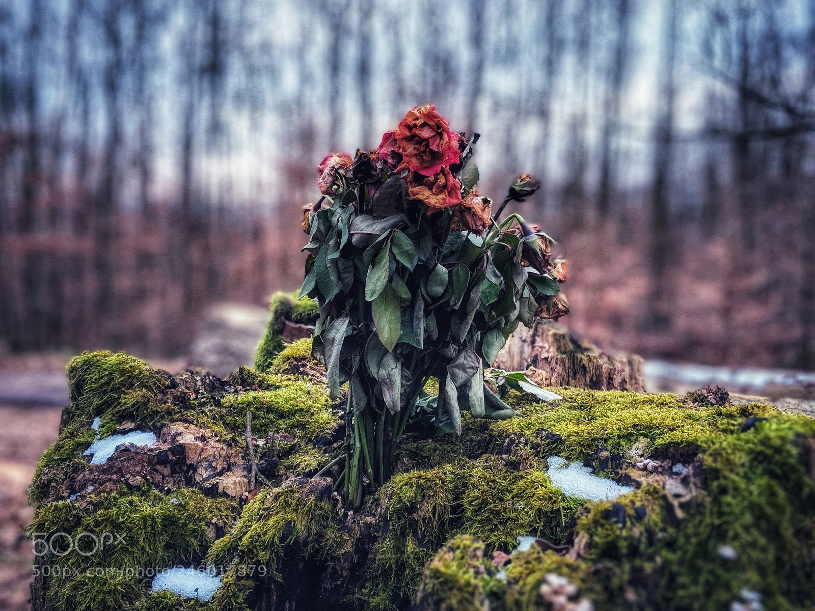 Google Pixel 2 sample photo. Withered_roses photography