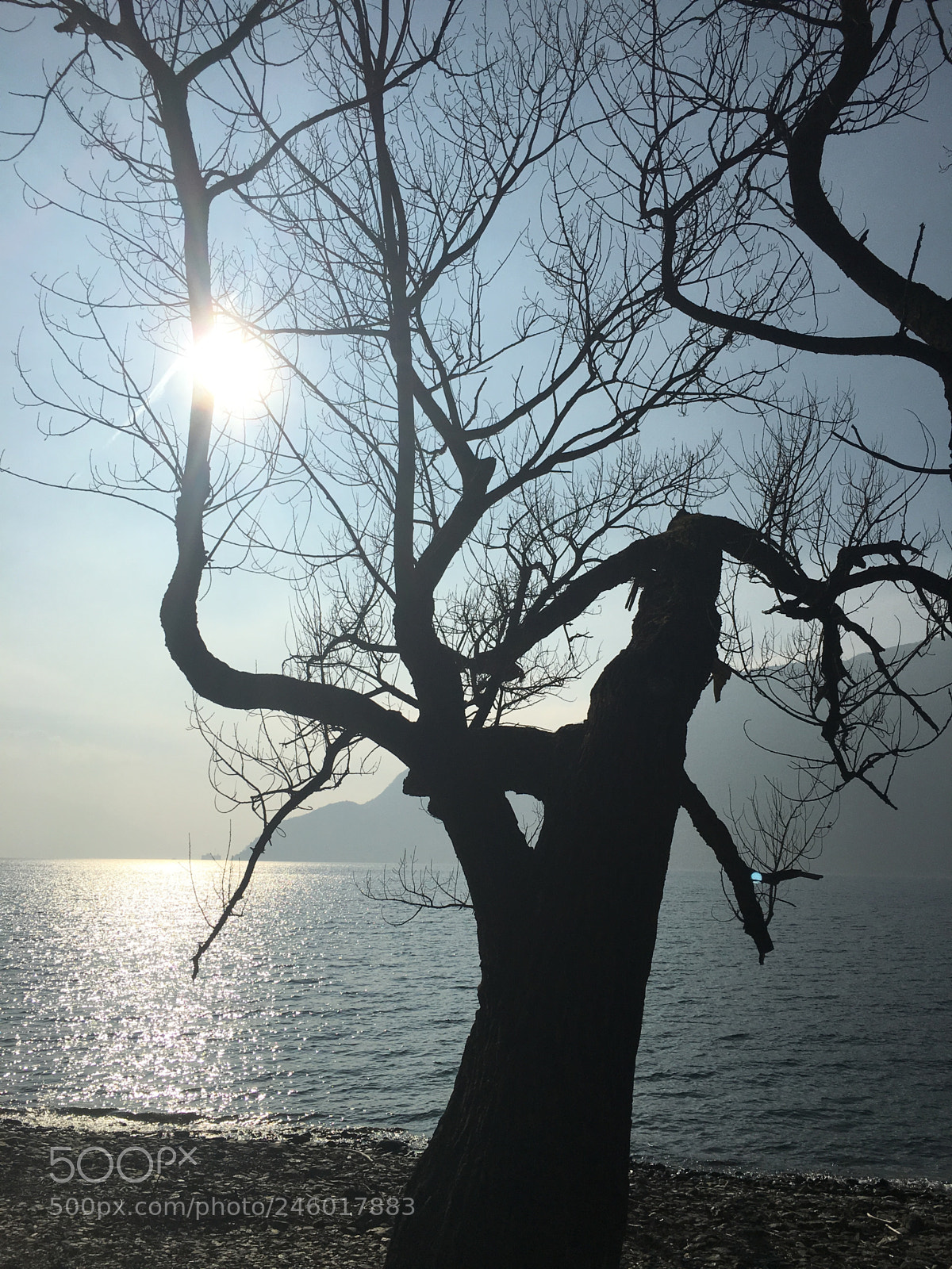 Apple iPhone 6s Plus sample photo. Black tree near a photography