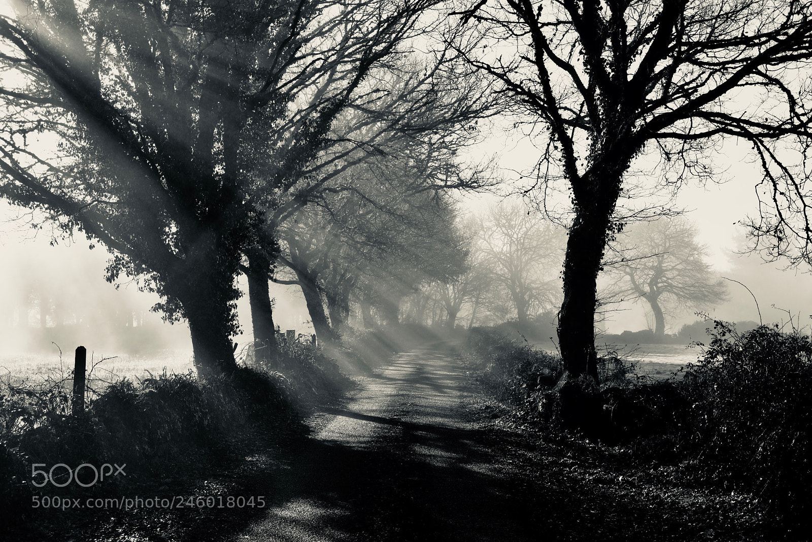 Nikon D610 sample photo. Road photography