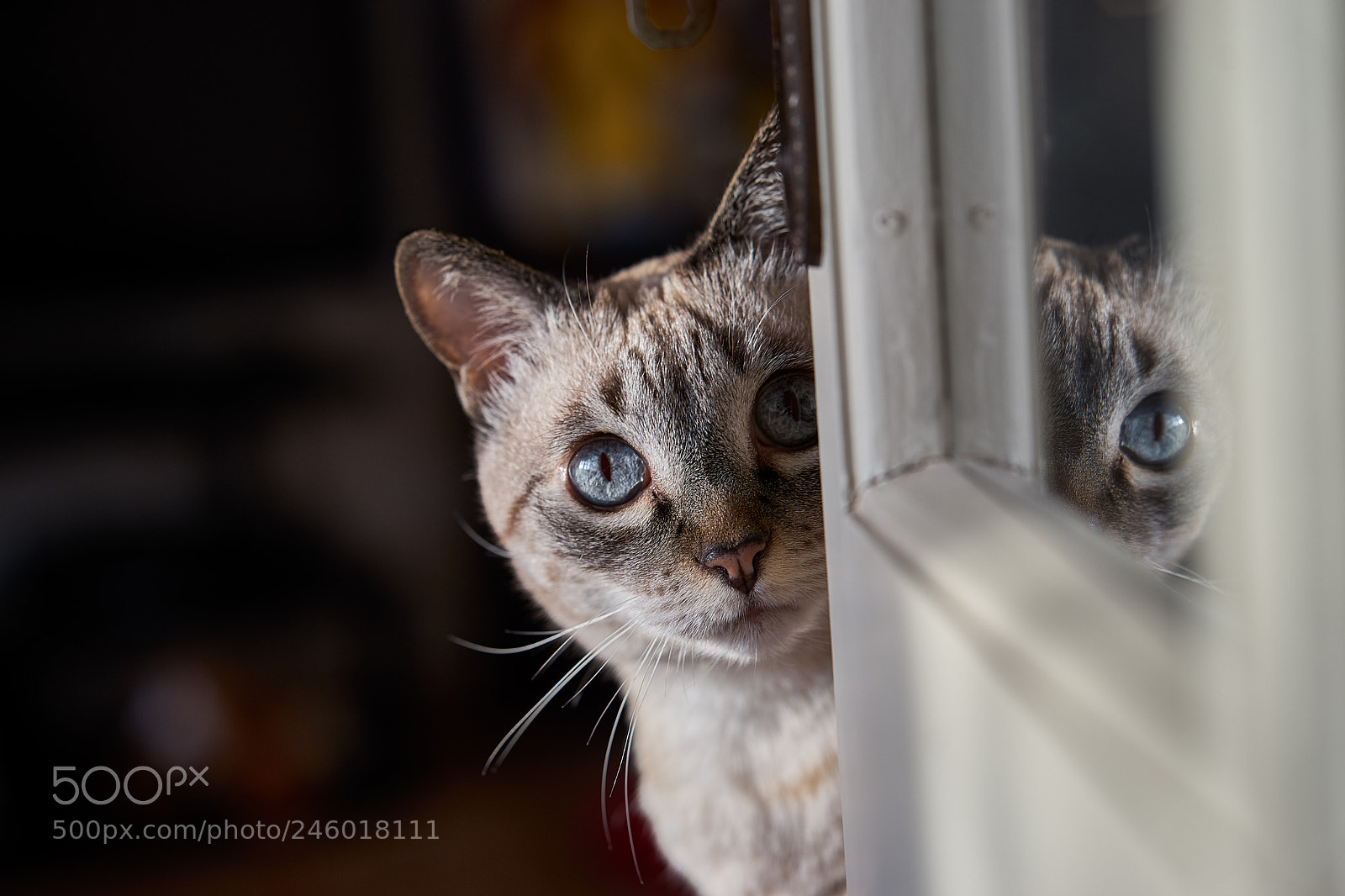Sony a7 II sample photo. Where are you photography