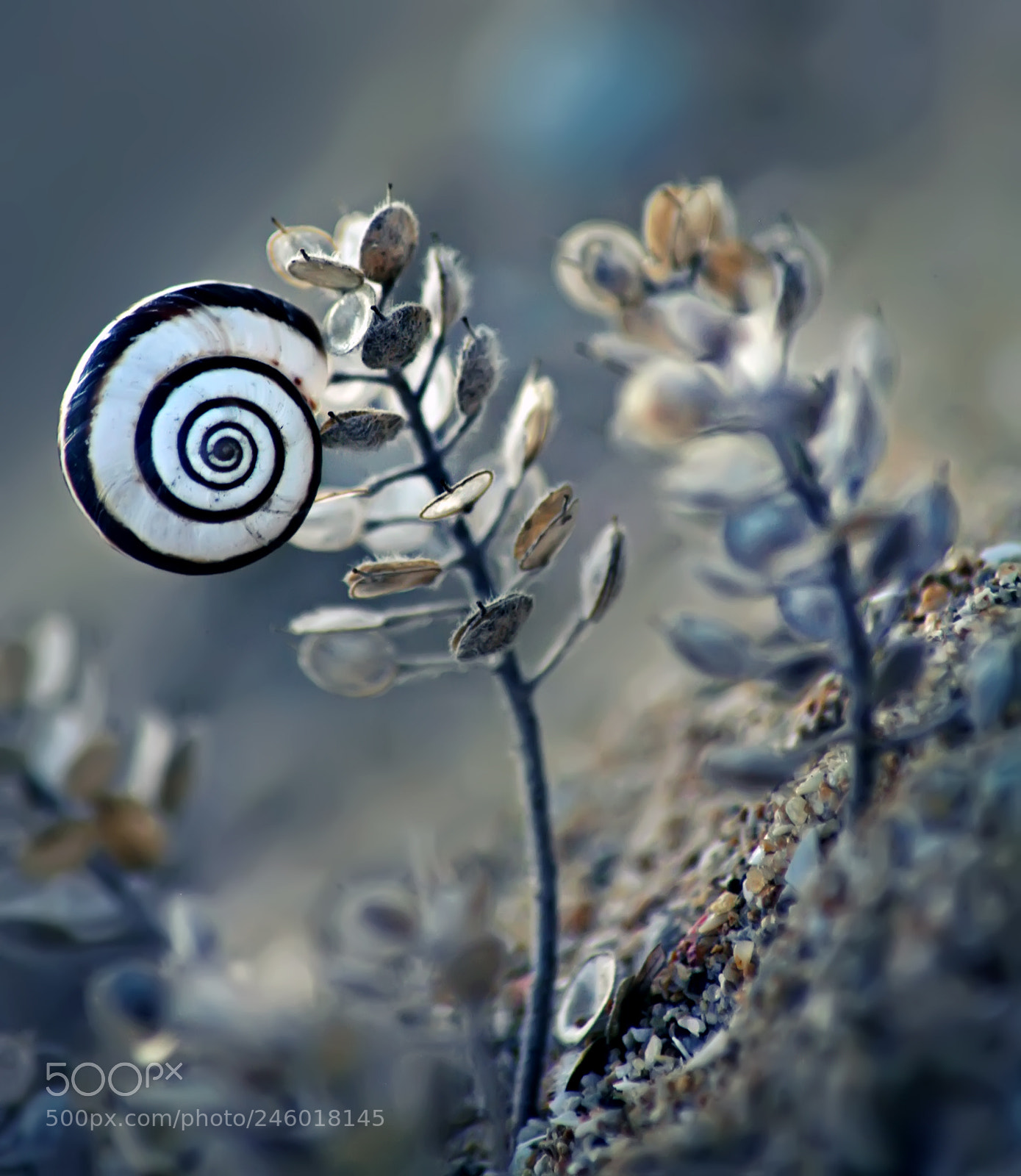 Canon EOS 5D sample photo. In the small world photography