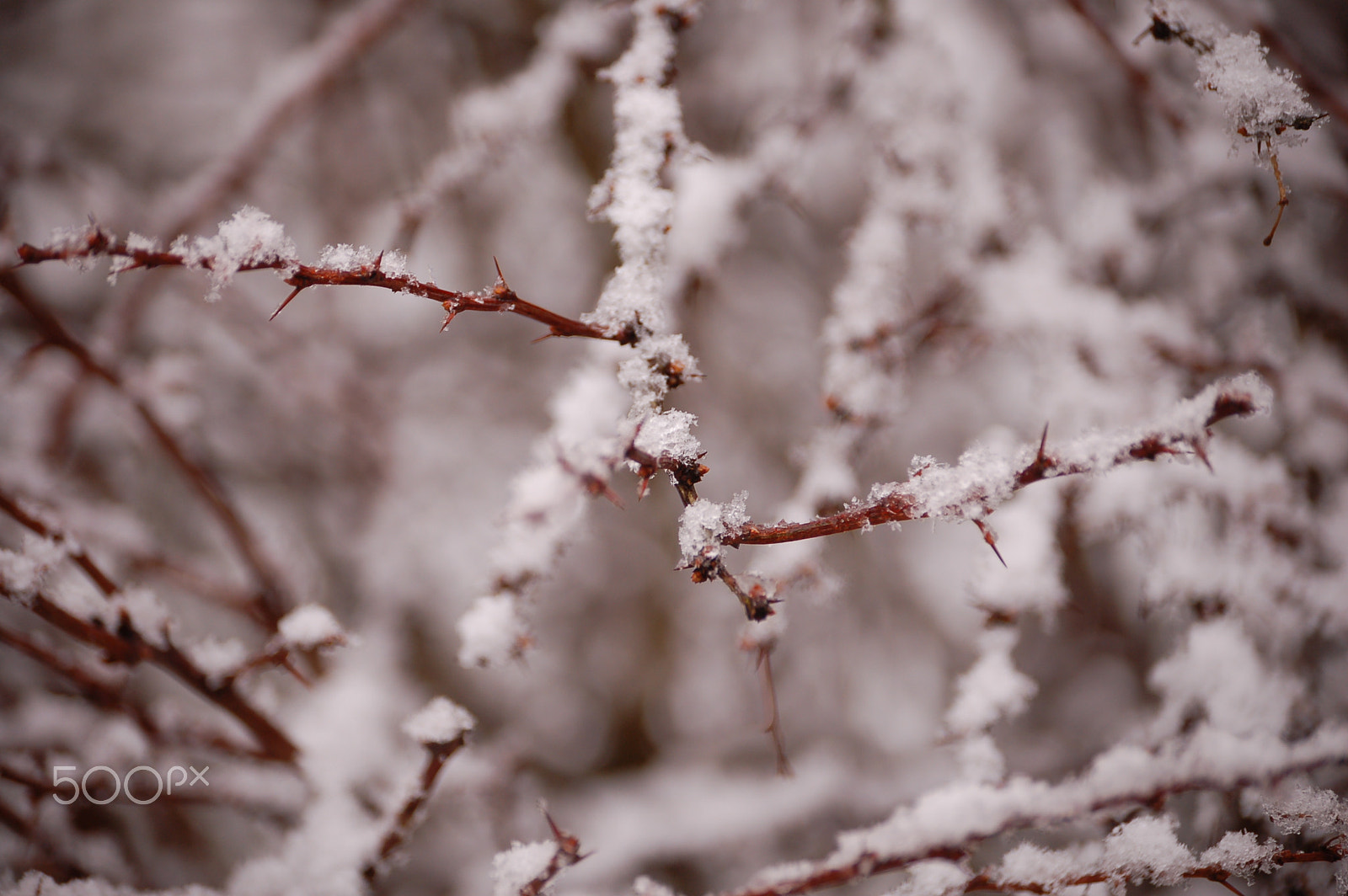 Nikon D50 sample photo. Catch of winter photography