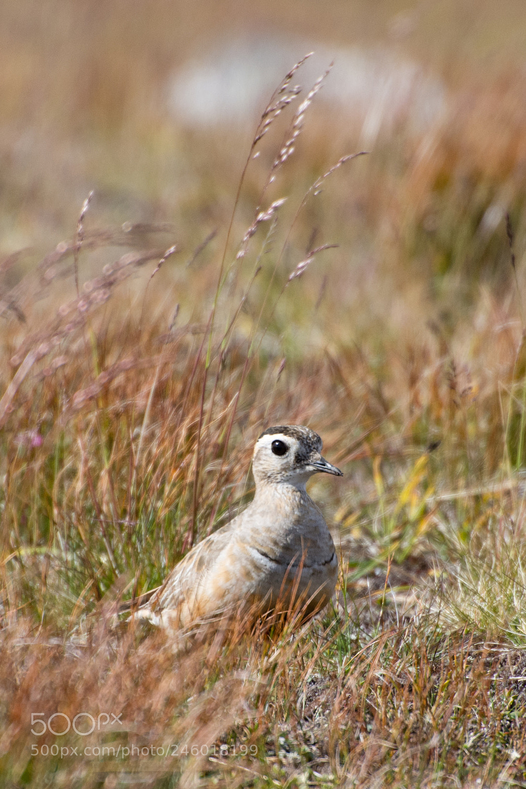 Nikon D7200 sample photo. Charadrius morinellus photography