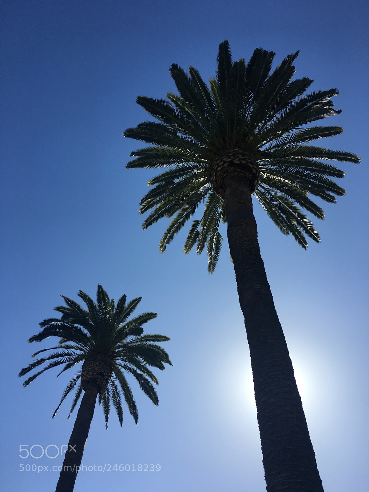 Apple iPhone 6s sample photo. Relax! photography