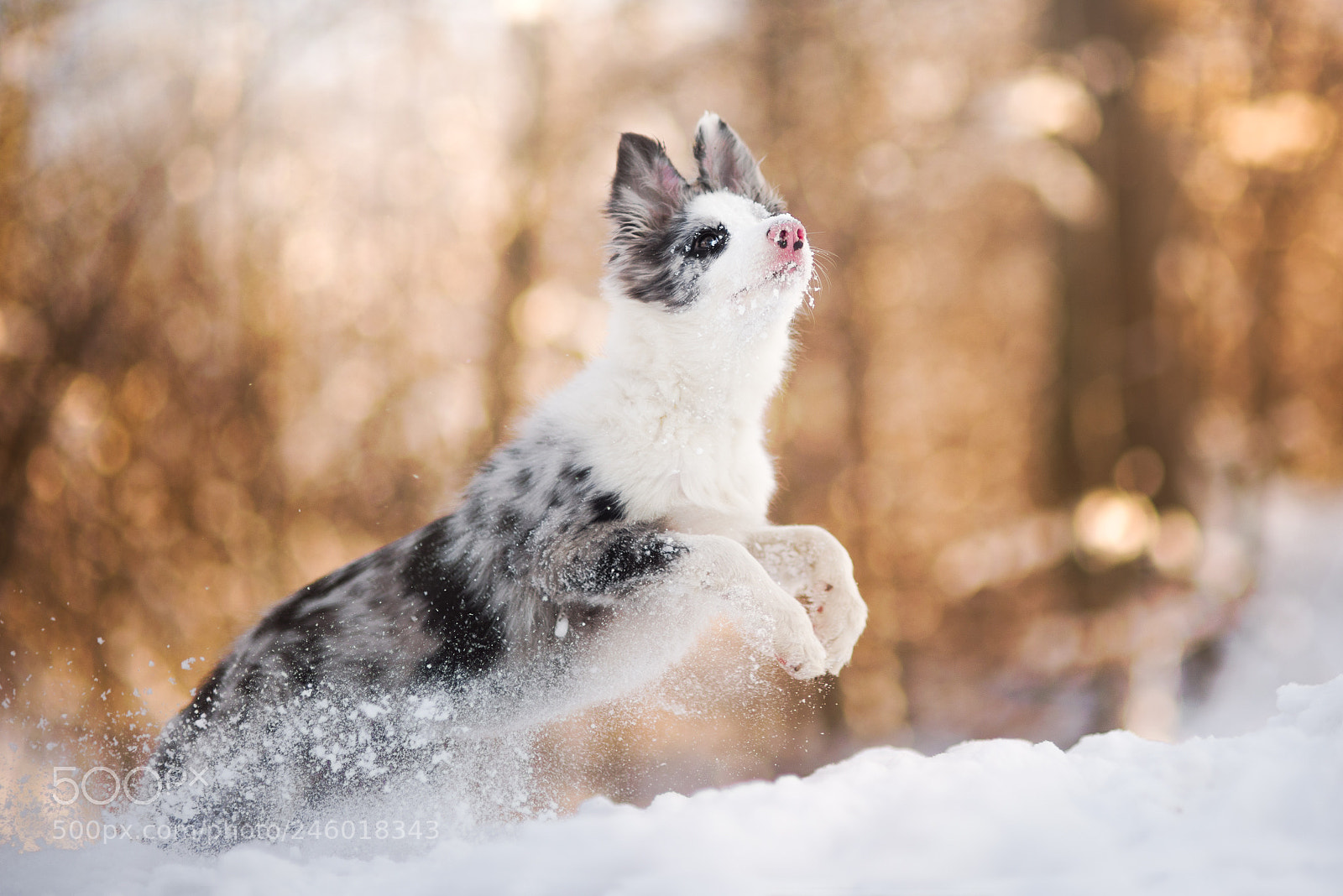 Nikon D610 sample photo. Run run run! photography