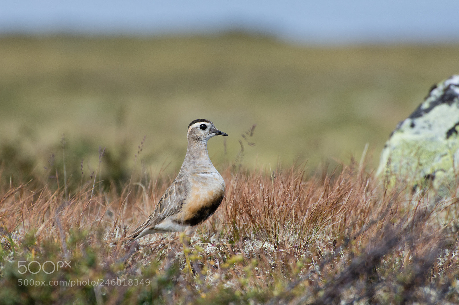 Nikon D7200 sample photo. Charadrius morinellus photography