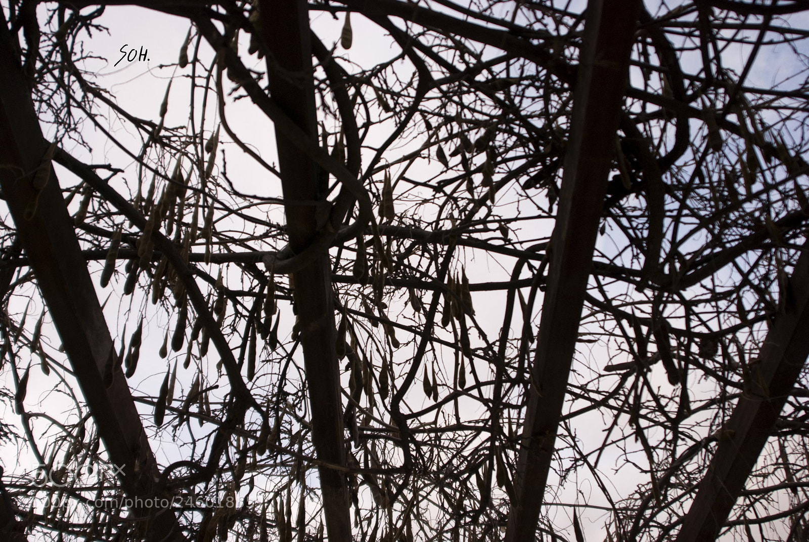 Nikon D40X sample photo. Cielo rayado photography