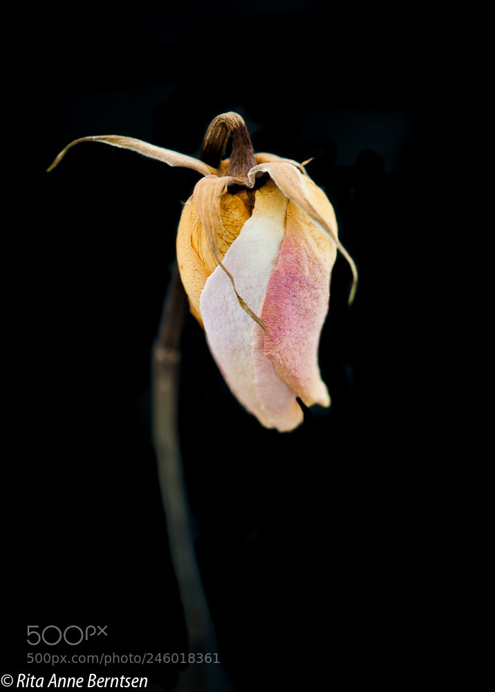 Nikon D700 sample photo. The symfoni of life. photography