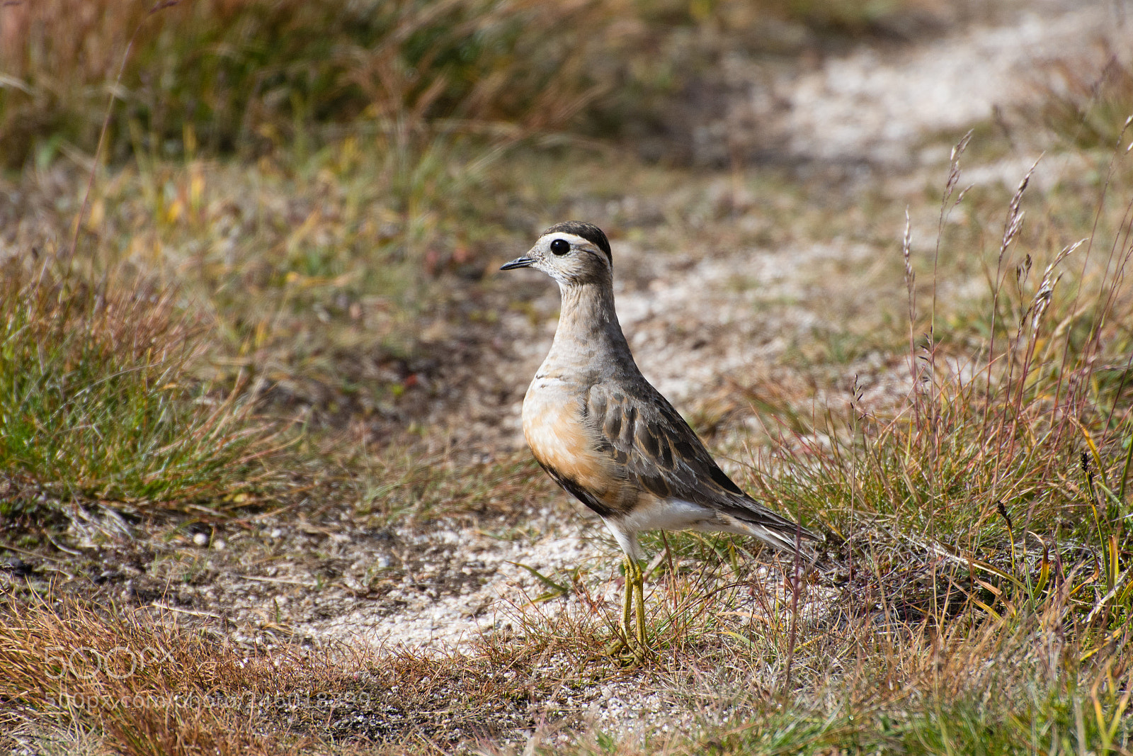 Nikon D7200 sample photo. Charadrius morinellus photography