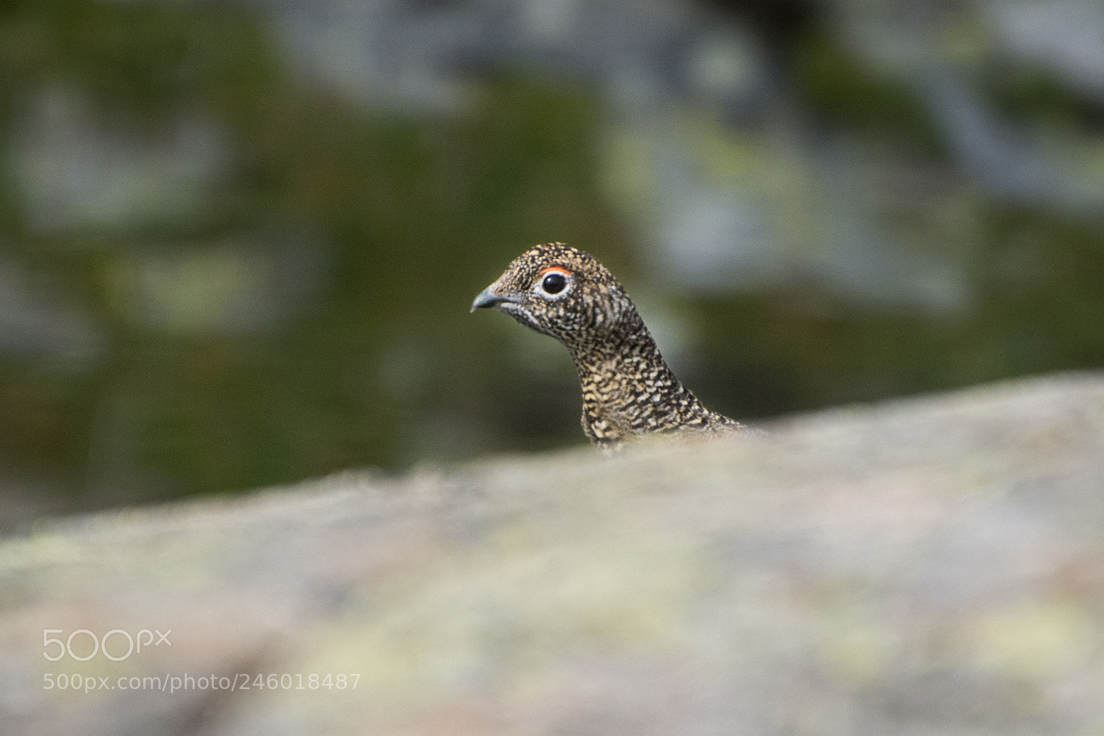 Nikon D7200 sample photo. Lagopus mutus photography