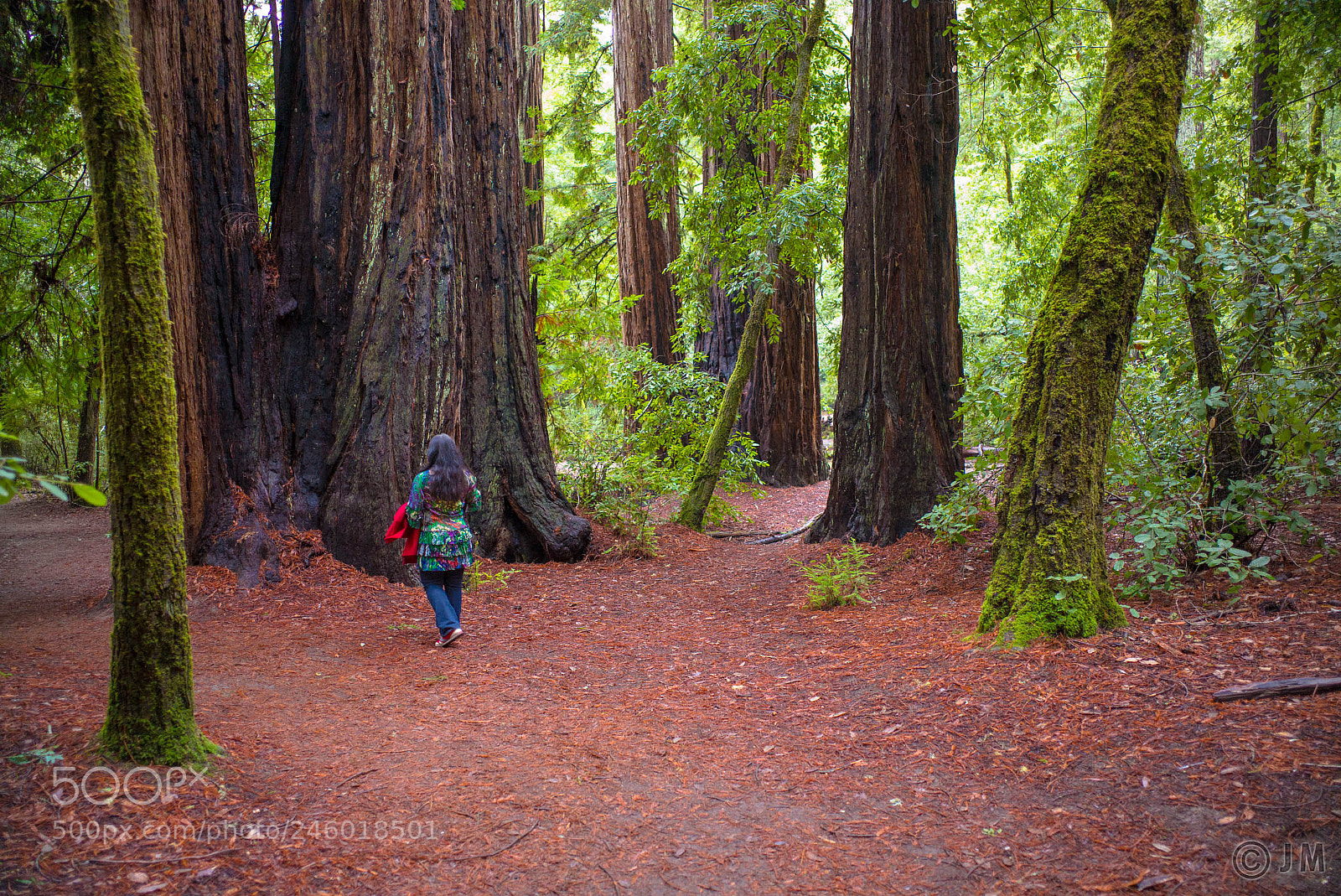 Leica M (Typ 240) sample photo. Forest bath photography