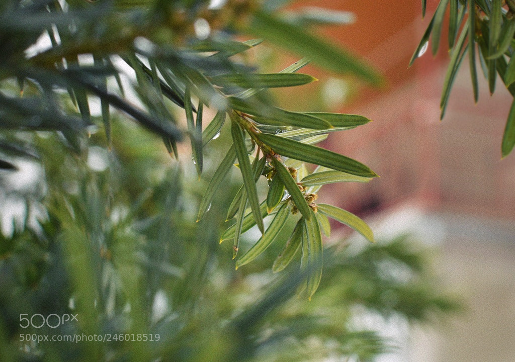 Nikon D3200 + Nikon AF-S DX Nikkor 35mm F1.8G sample photo. *** photography