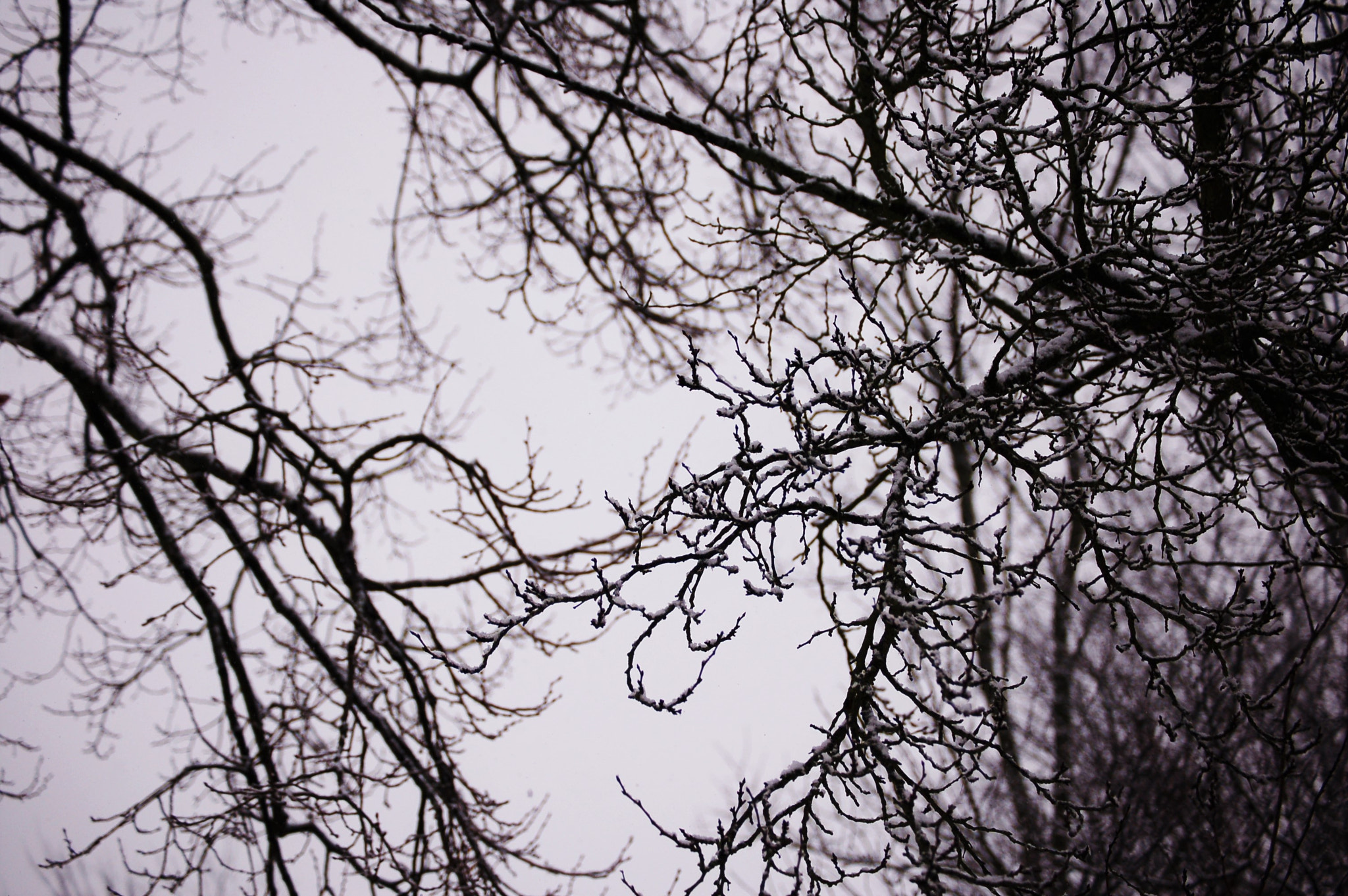 Nikon D50 sample photo. Frosty tree photography