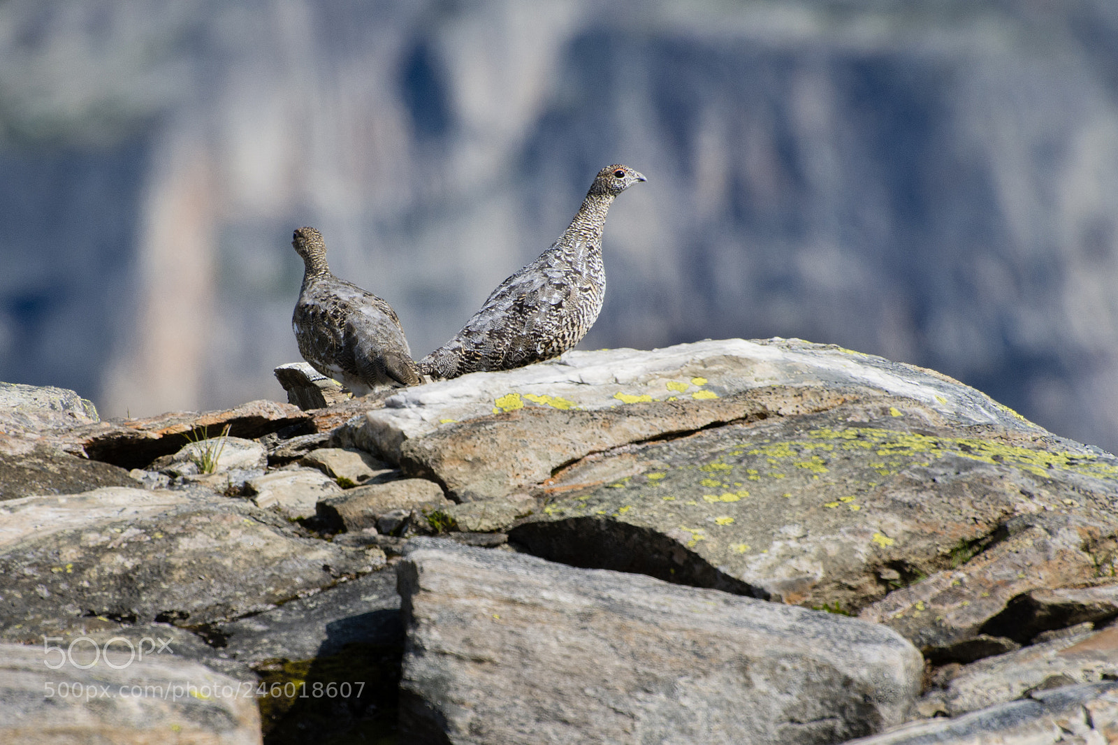 Nikon D7200 sample photo. Lagopus mutus photography