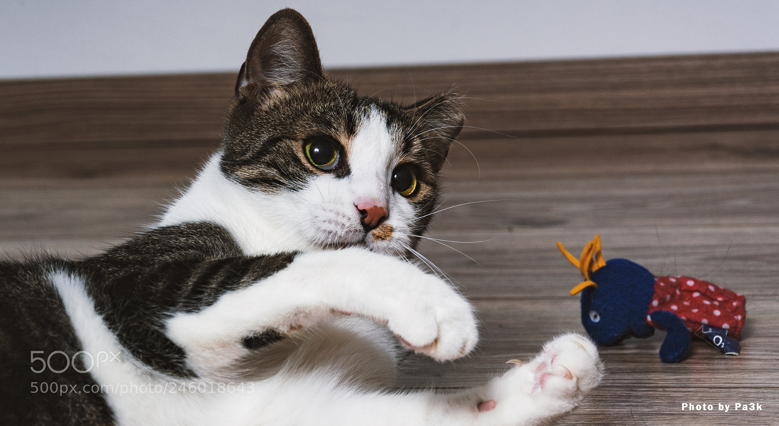 Nikon D5200 sample photo. Cat on floor photography