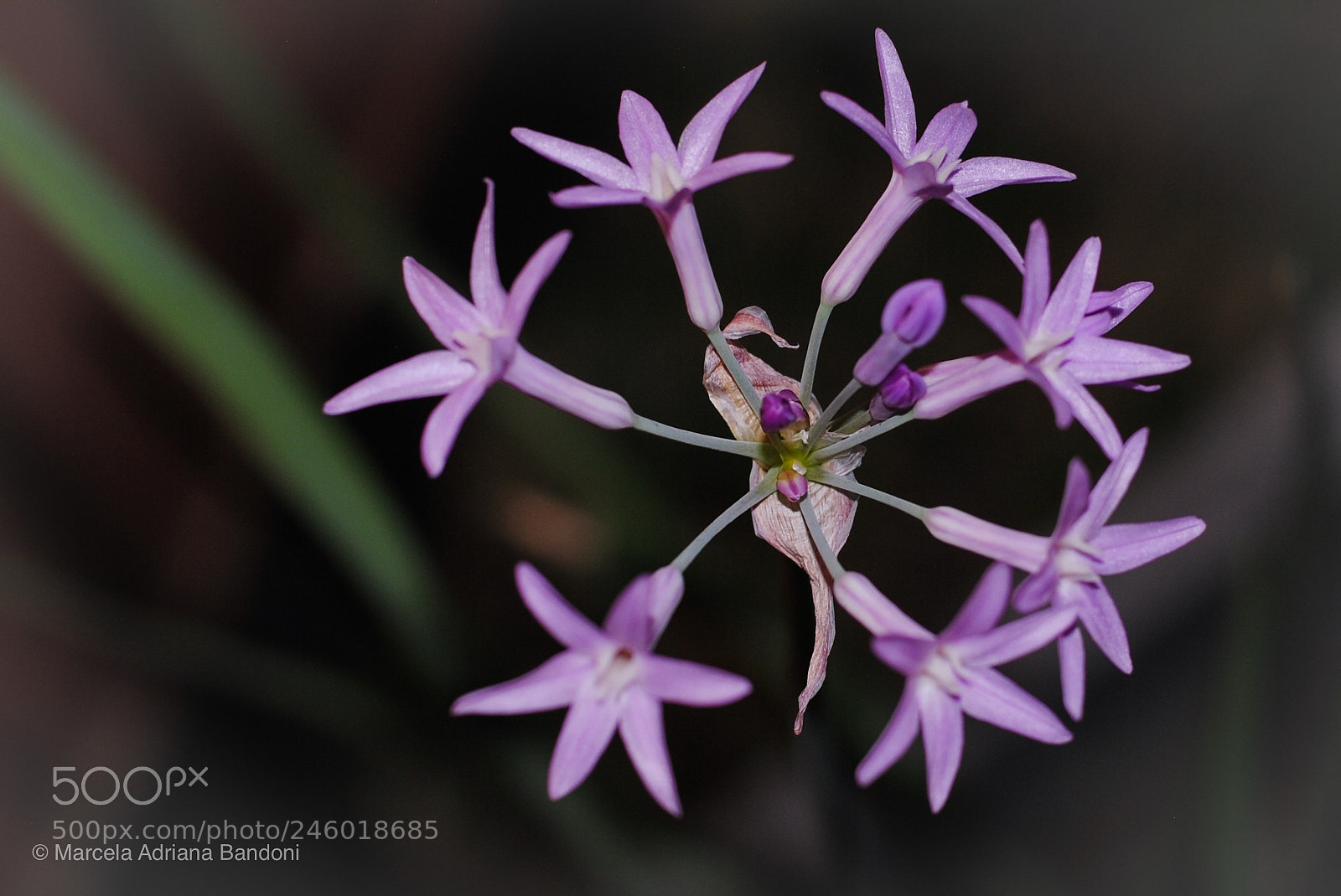 Nikon D3000 sample photo. Powerful flowers photography