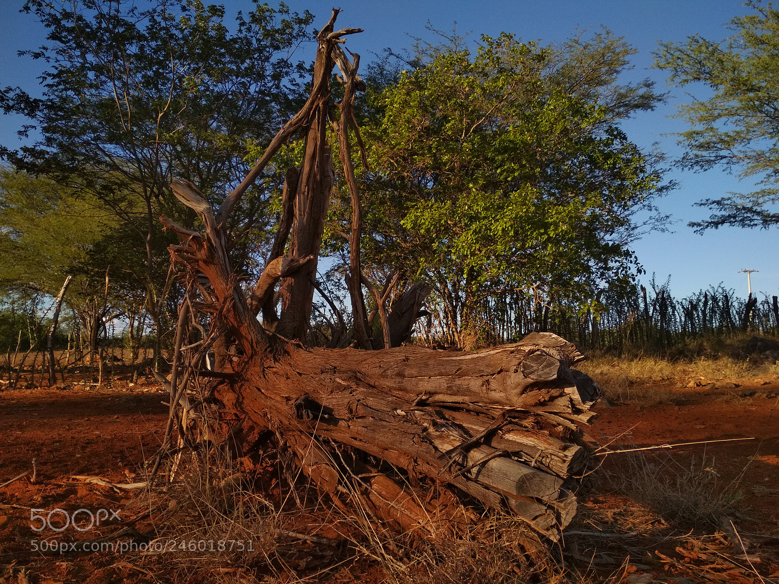 Xiaomi Redmi 4X sample photo. Dead tree photography