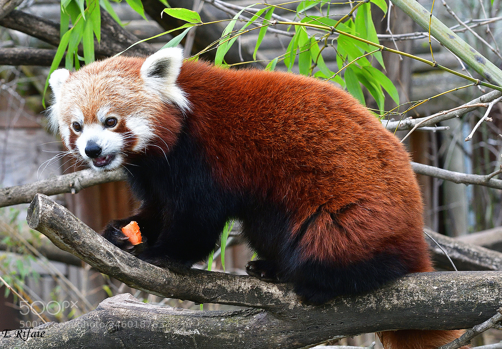 Nikon D7500 sample photo. Raccoon photography