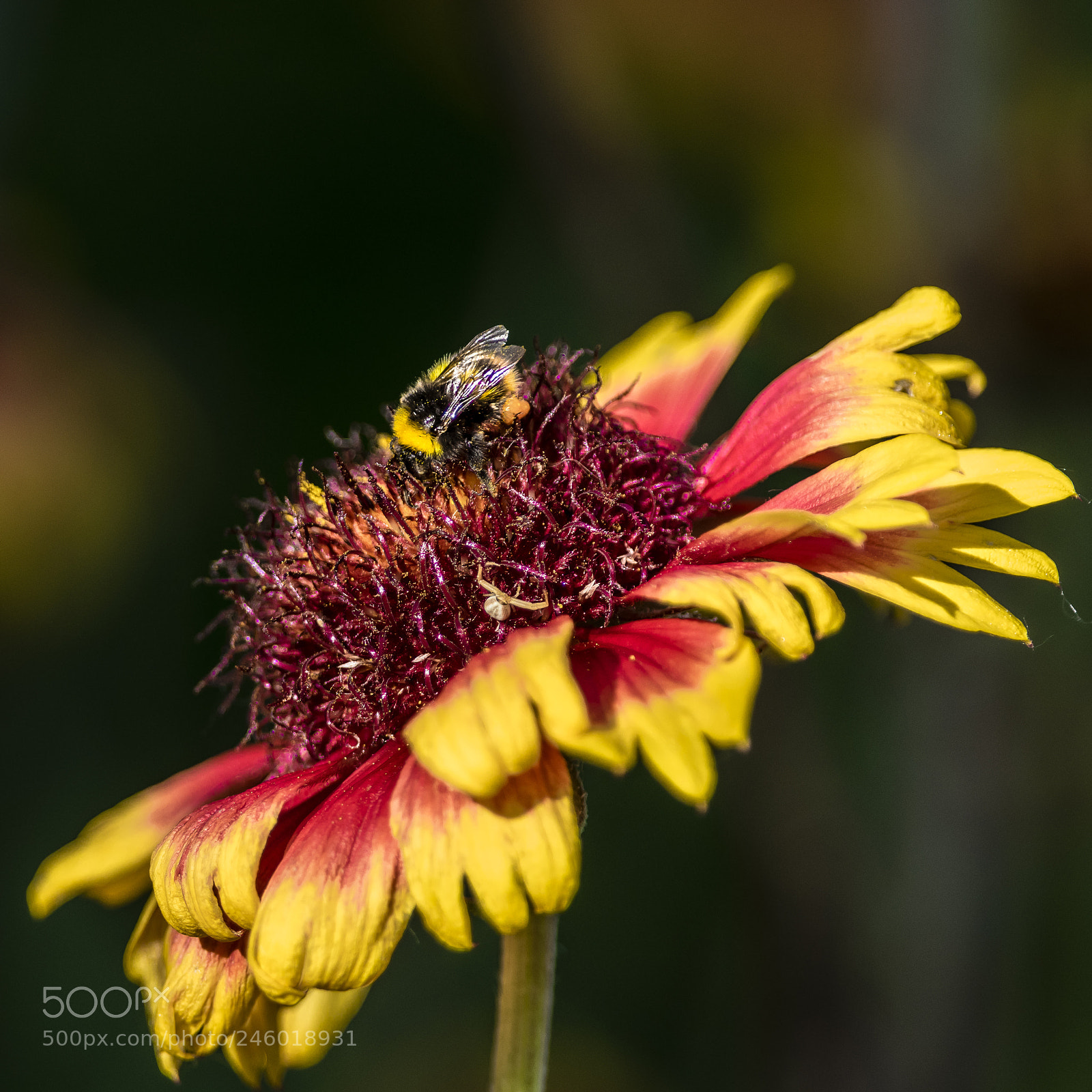 Pentax K-3 sample photo. Foraging photography