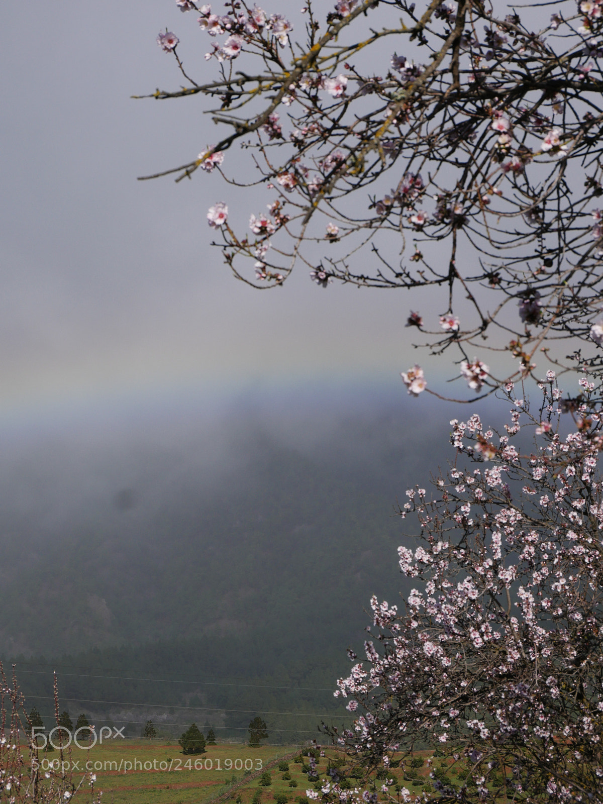 Panasonic DMC-G70 sample photo. La palma; mandelblüten photography